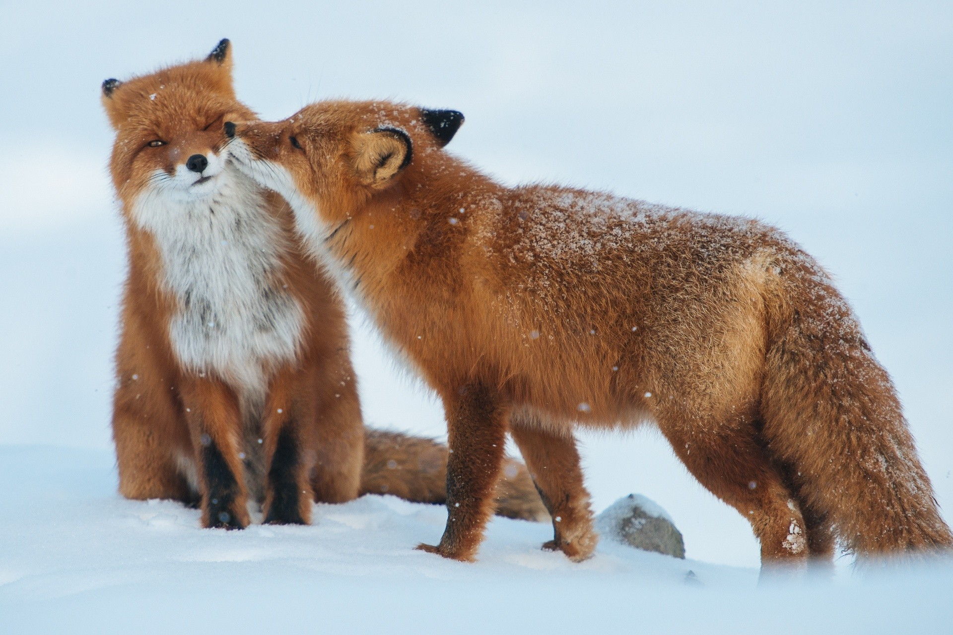 General 1920x1281 animals nature fox snow mammals