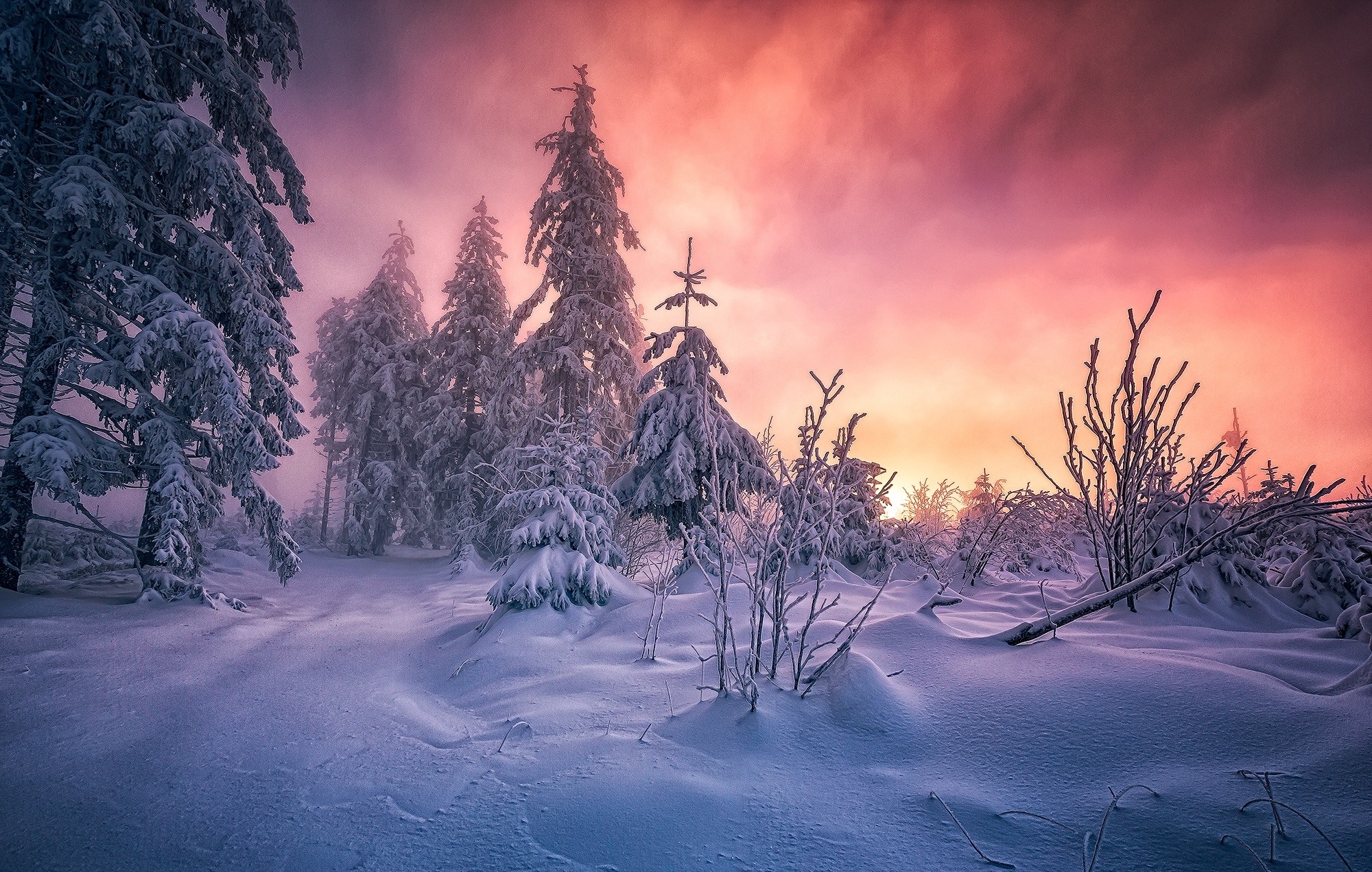 General 2000x1271 forest winter Germany snow trees cold clouds path white yellow pink nature landscape
