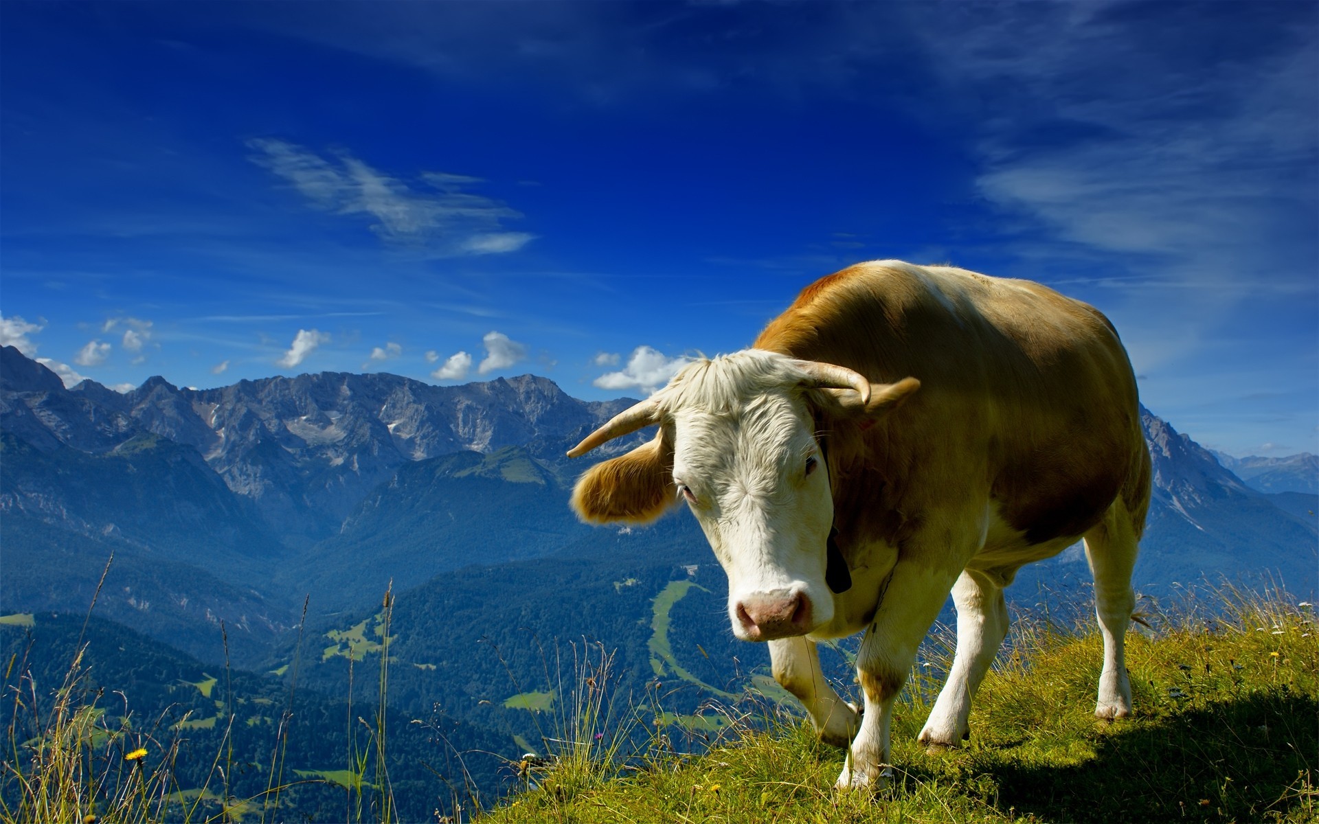 General 1920x1200 cow mountains animals nature landscape mammals sky