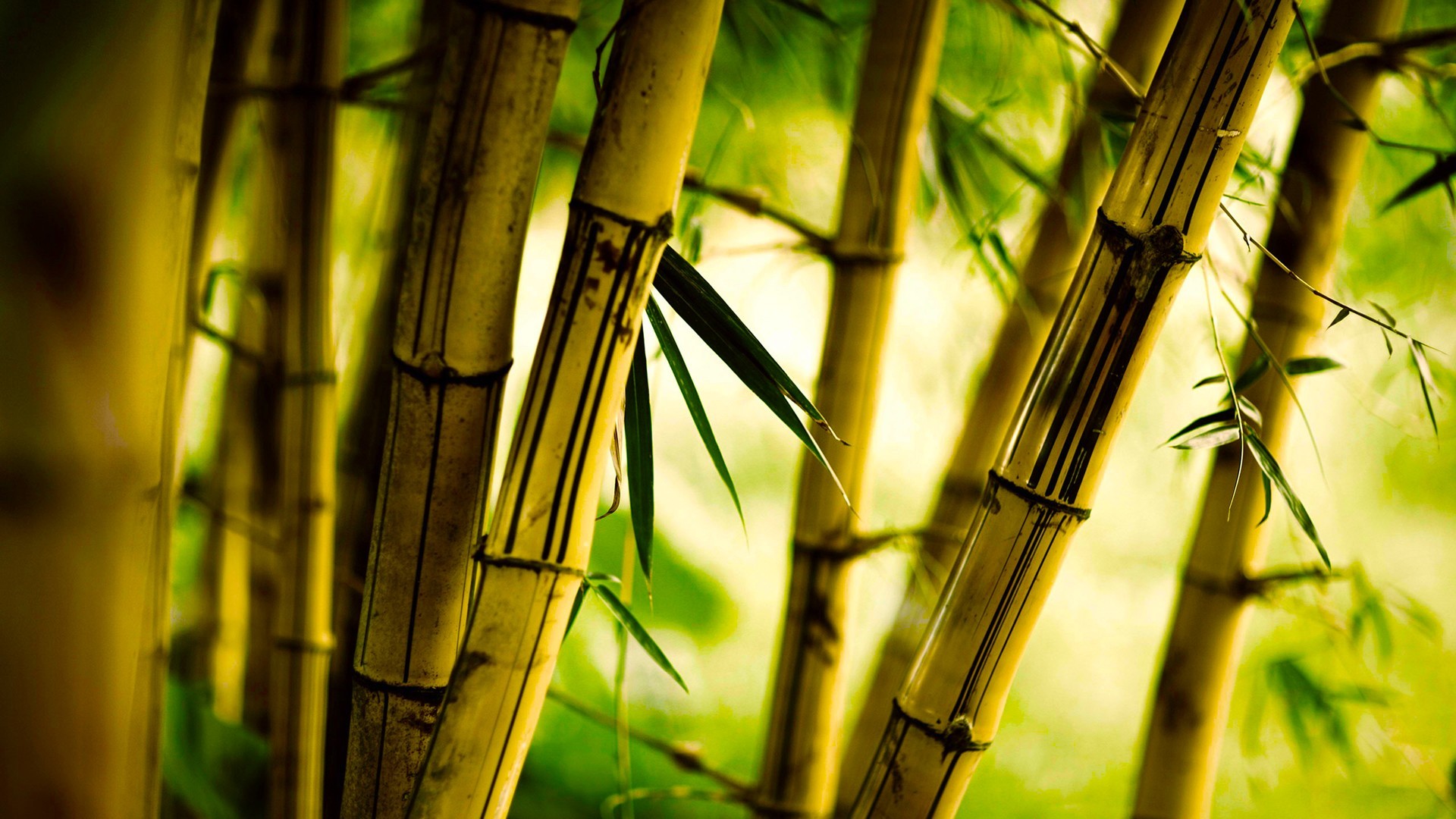 General 1920x1080 bamboo nature plants trees