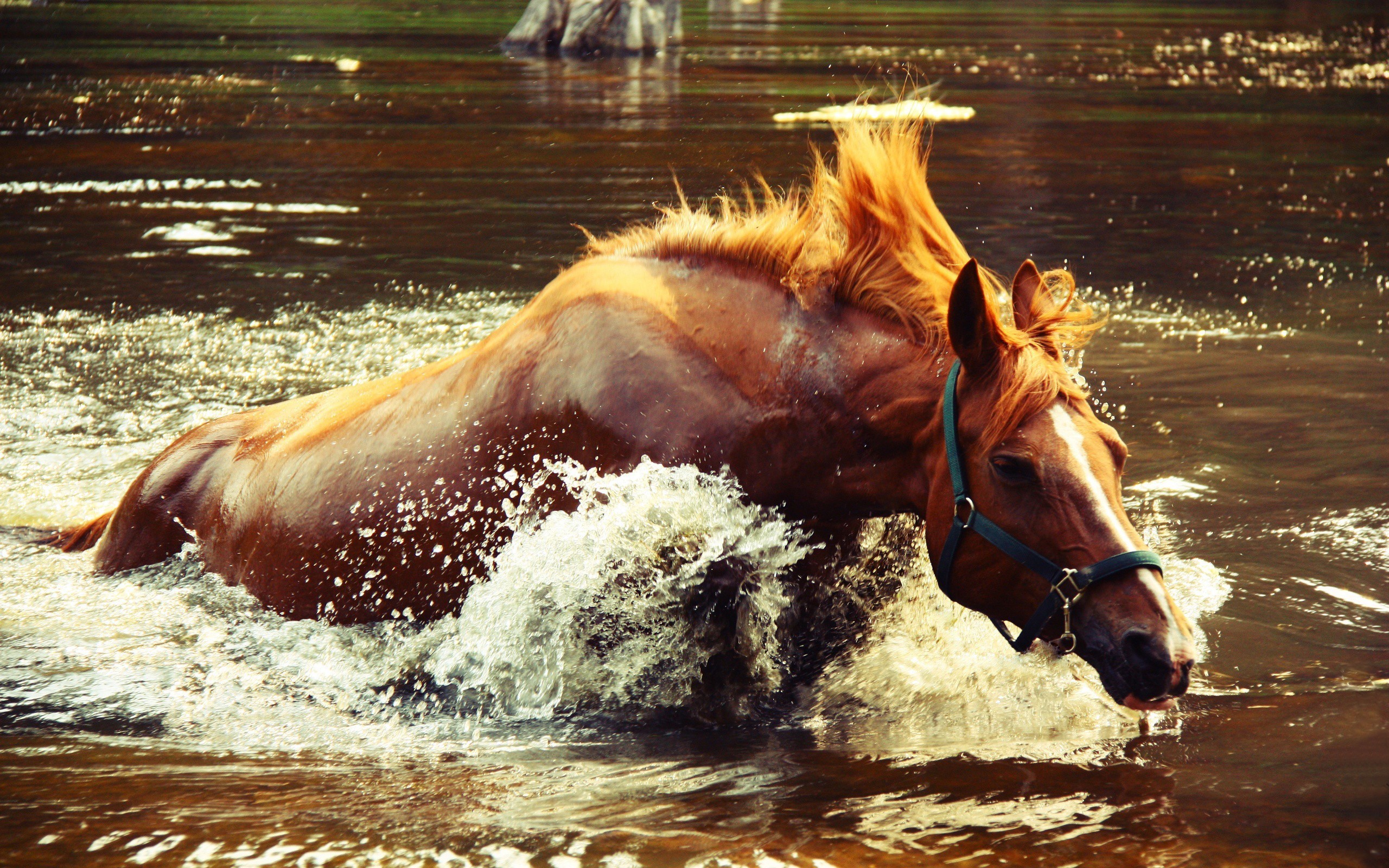 General 2560x1600 horse water river animals in water brown splashes mammals