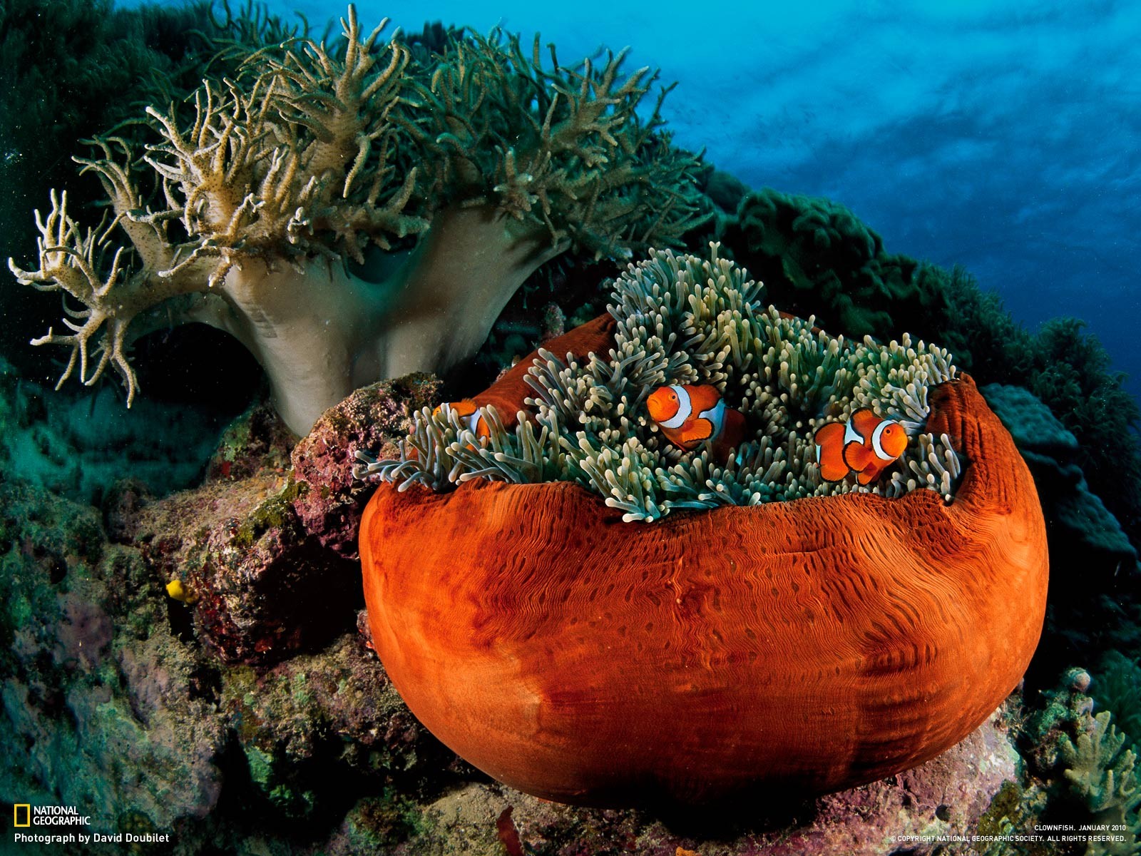 General 1600x1200 sea anemones clownfish fish underwater National Geographic animals 2010 (Year) sea life