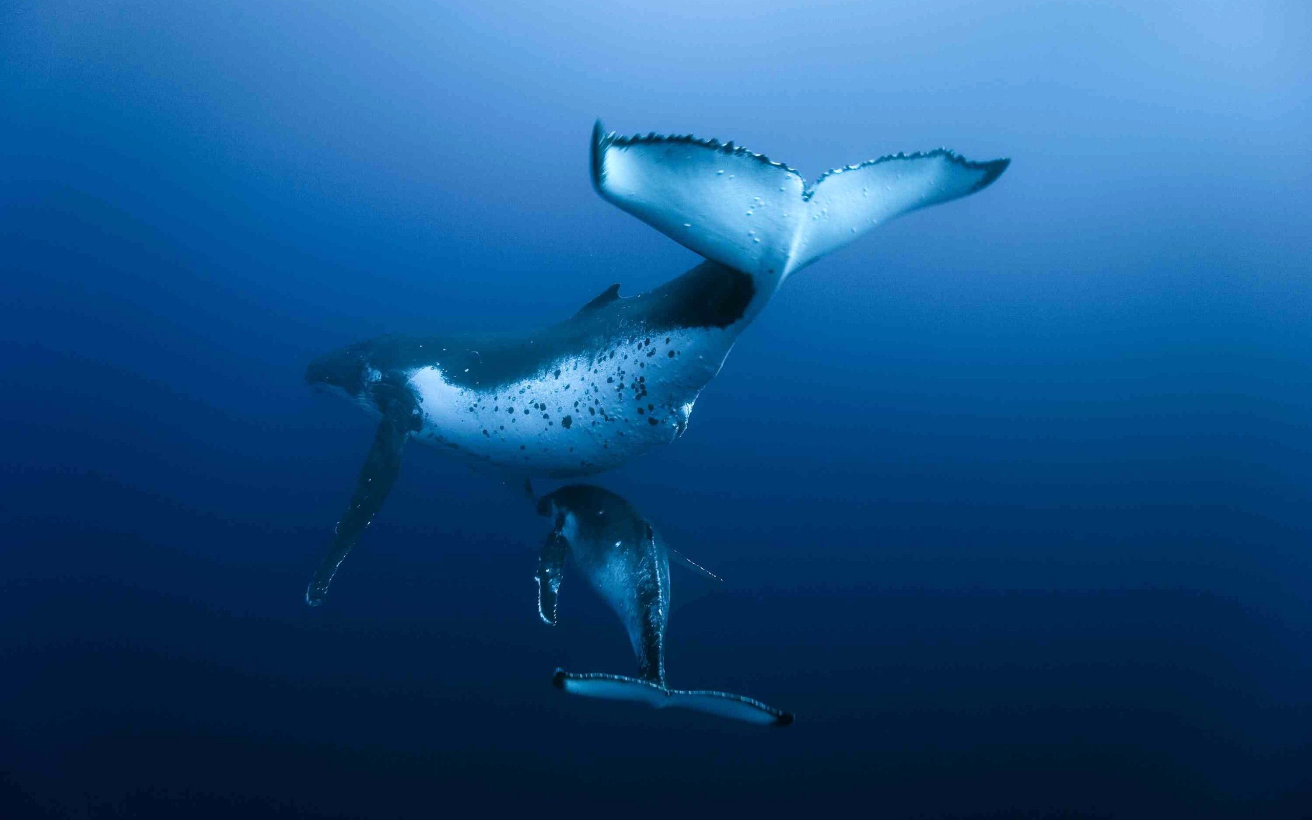 General 2560x1600 whale underwater animals mammals