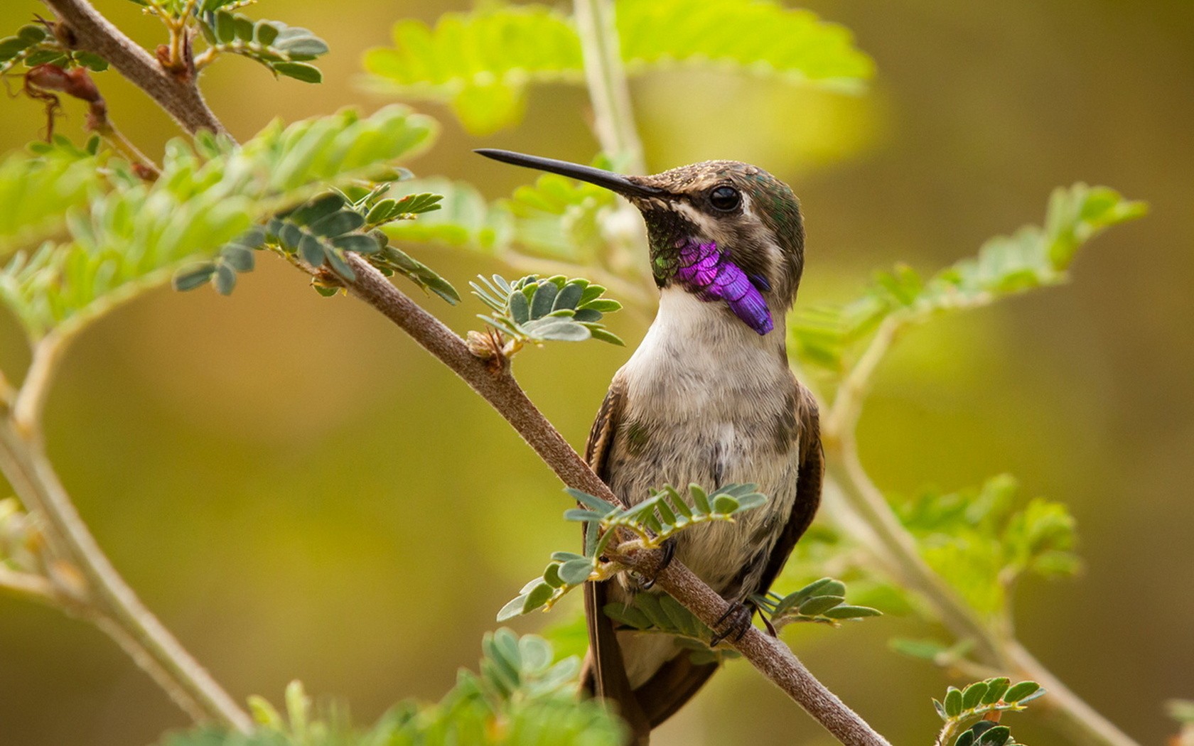 General 1680x1050 birds leaves hummingbirds animals plants