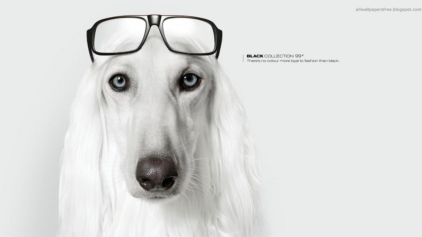 General 1366x768 artwork dog glasses advertisements