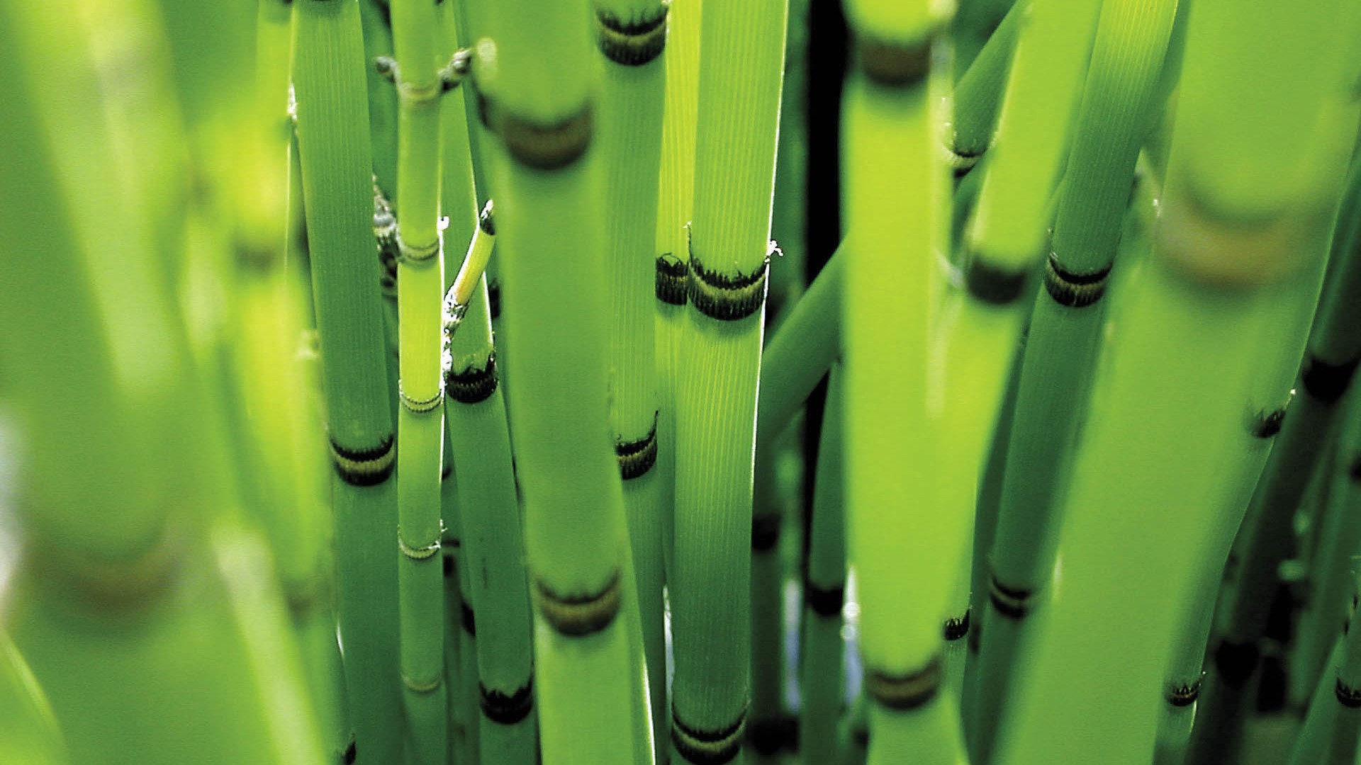 General 1920x1080 nature reeds green depth of field bamboo plants