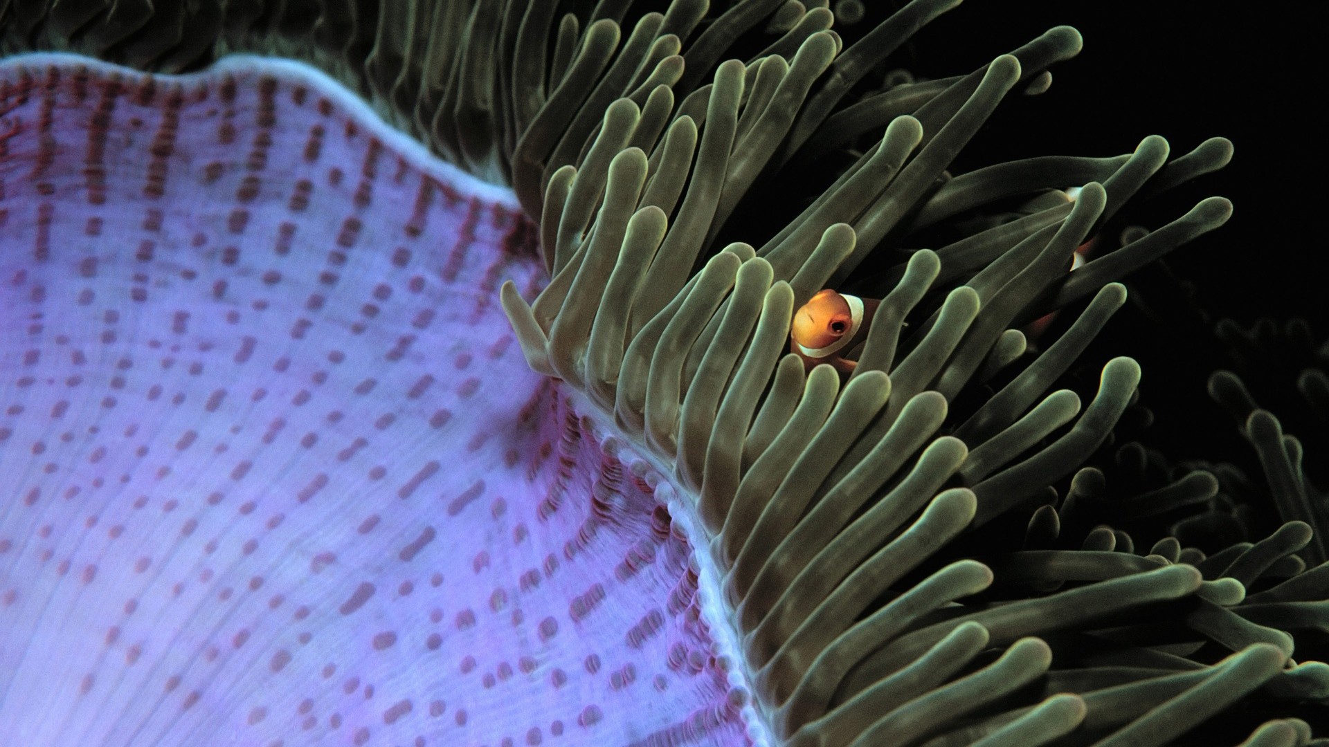 General 1920x1080 sea anemones fish clownfish underwater animals