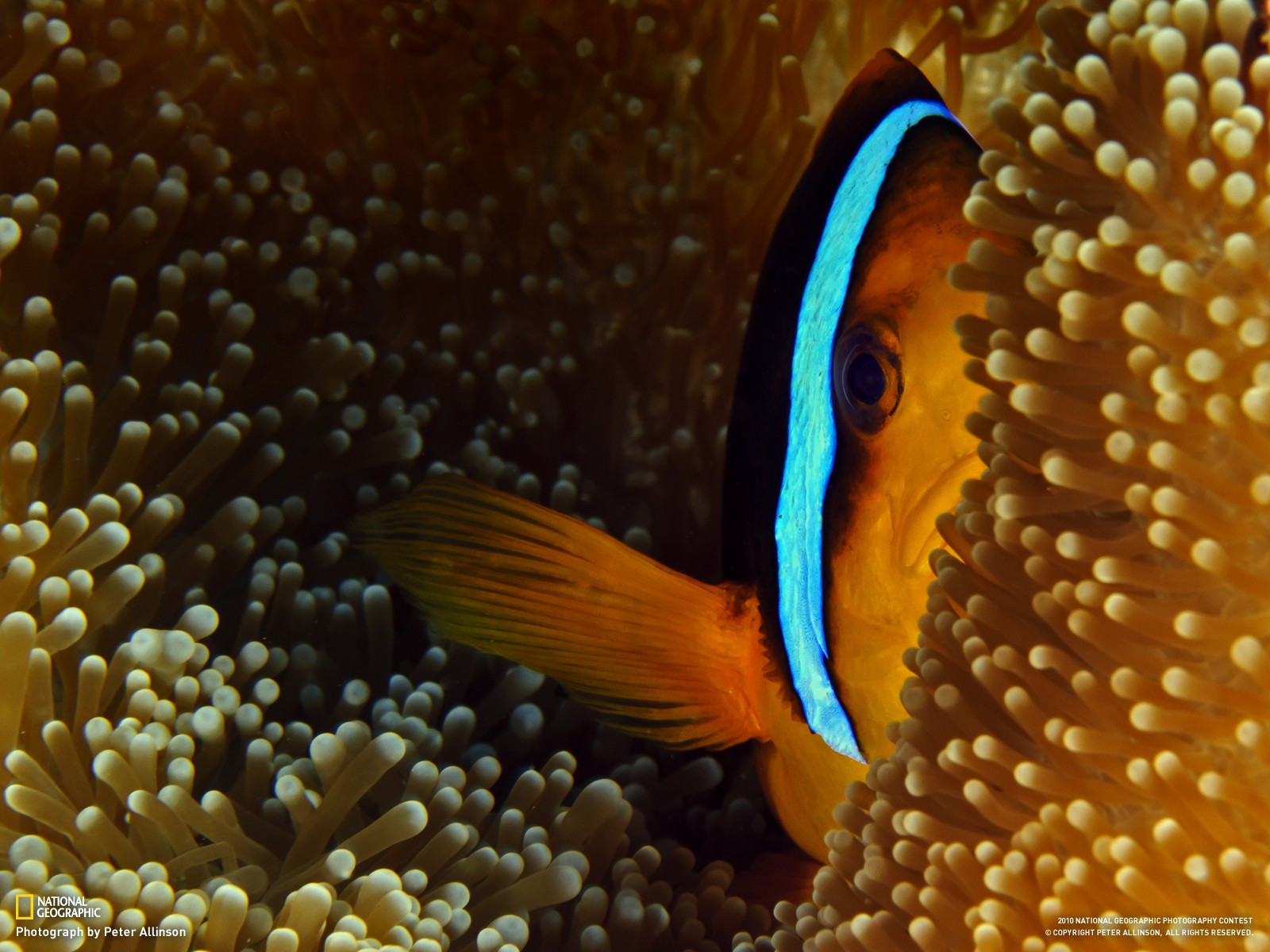 General 1600x1200 clownfish fish sea anemones National Geographic animals 2010 (Year) sea life
