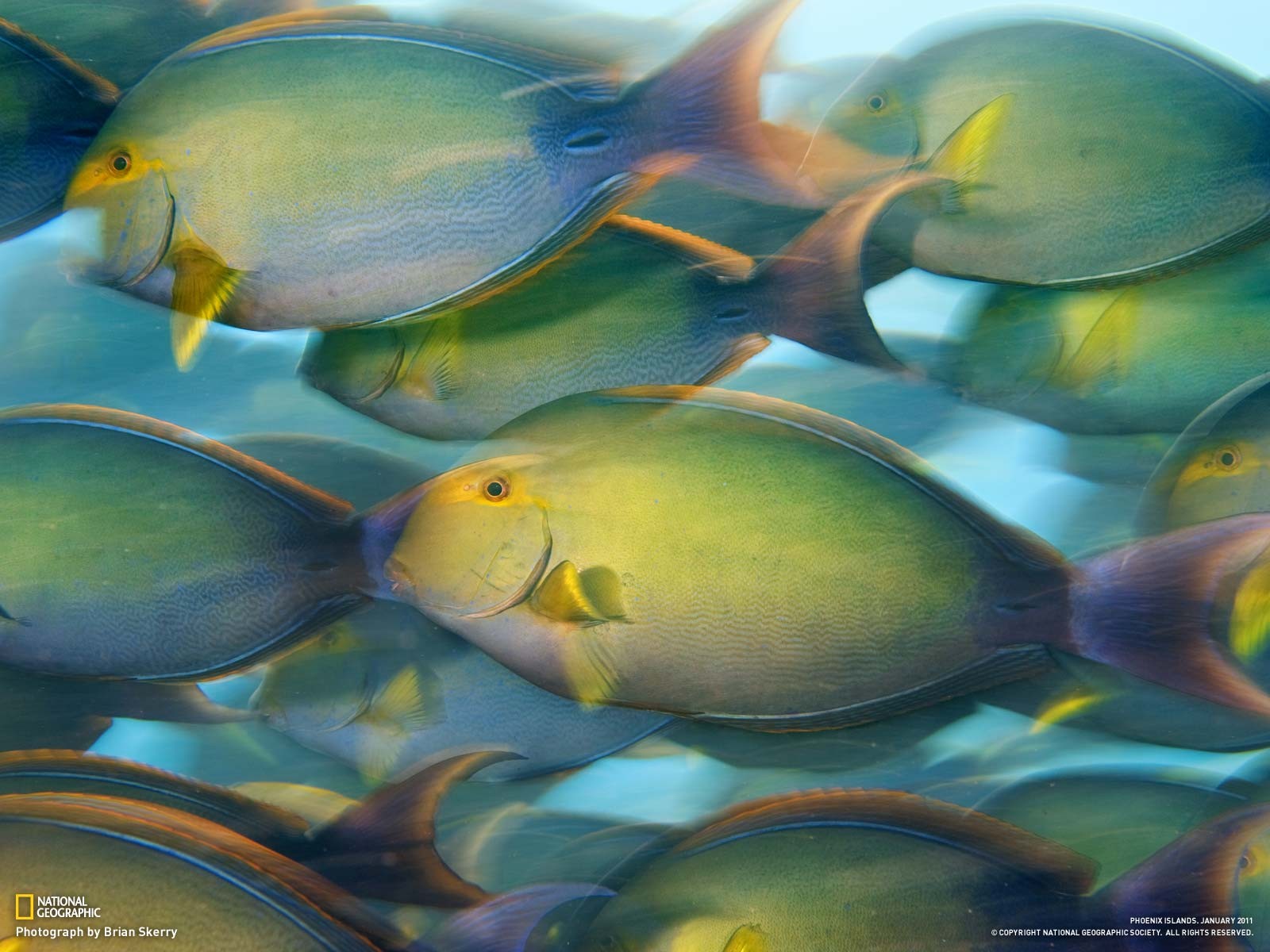 General 1600x1200 National Geographic fish nature water green underwater animals