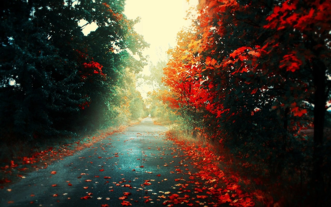 General 1280x800 road fall red leaves fallen leaves leaves outdoors trees
