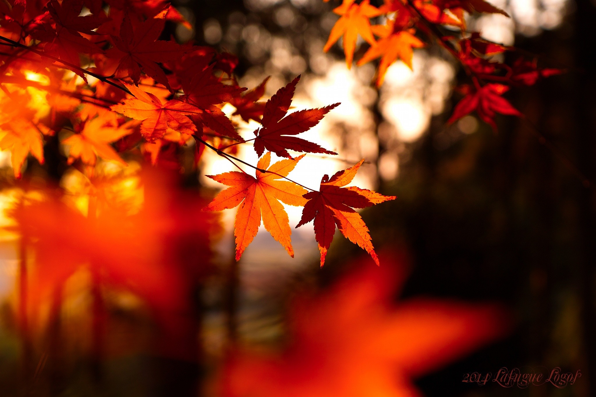 General 2048x1365 leaves fall depth of field plants outdoors 2014 (Year) maple leaves closeup watermarked