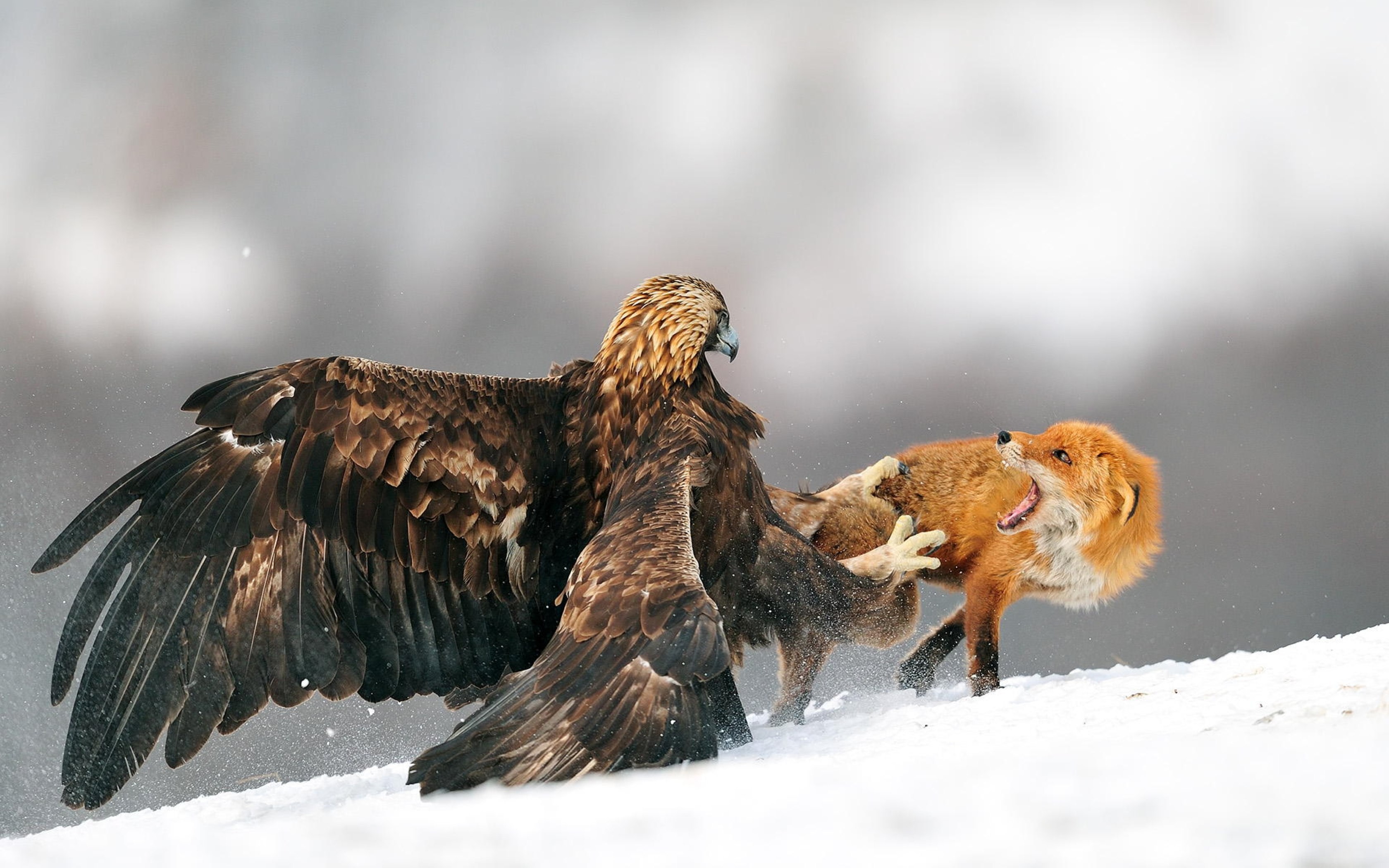 General 3360x2100 nature eagle fox snow fighting golden eagles animals