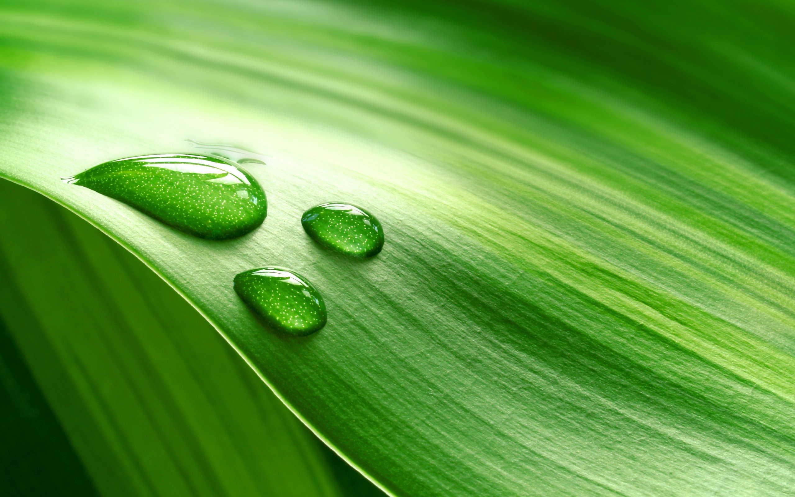 General 2560x1600 macro leaves water drops water plants green