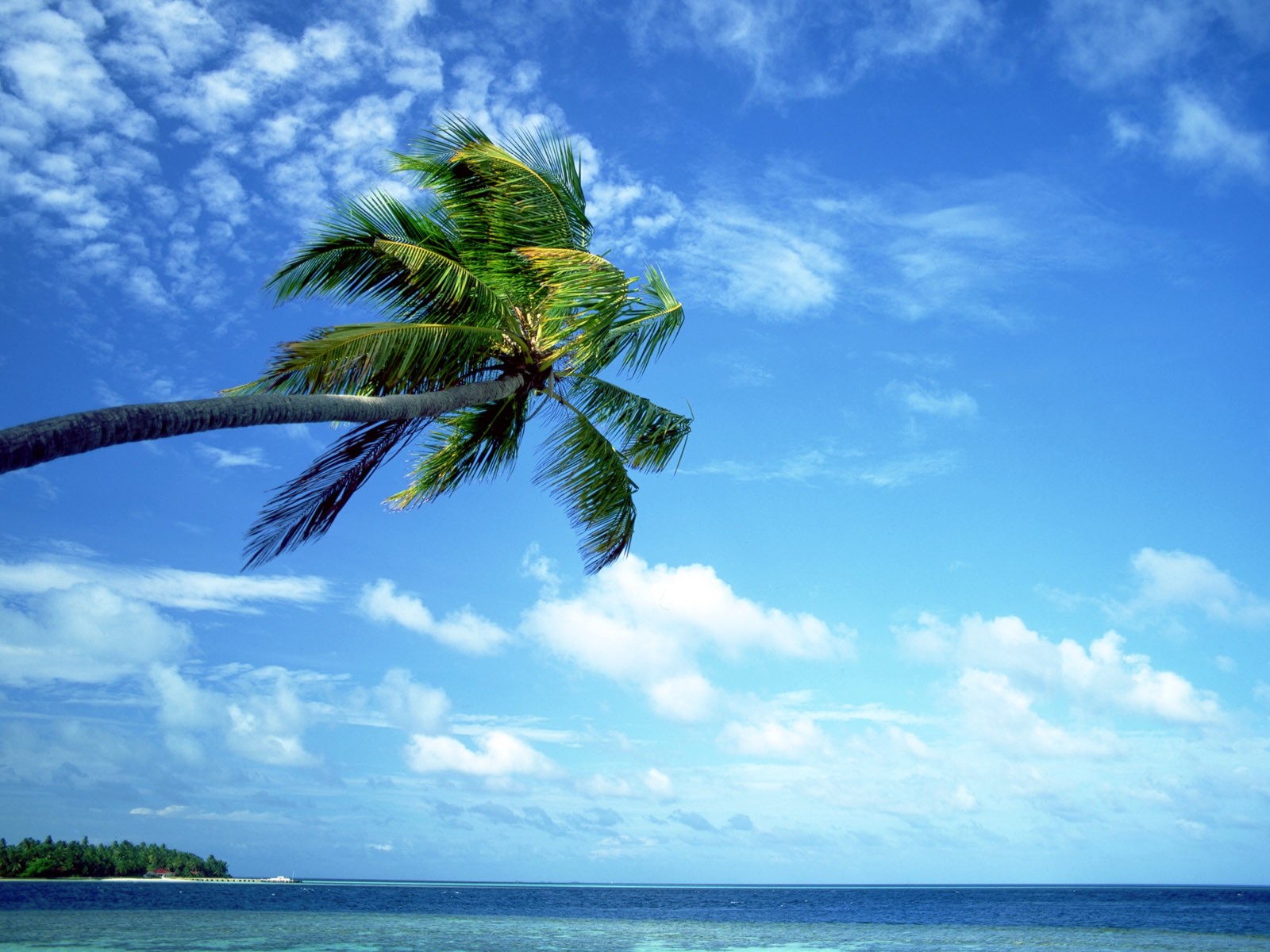 General 1600x1200 nature palm trees sea sky clouds tropical