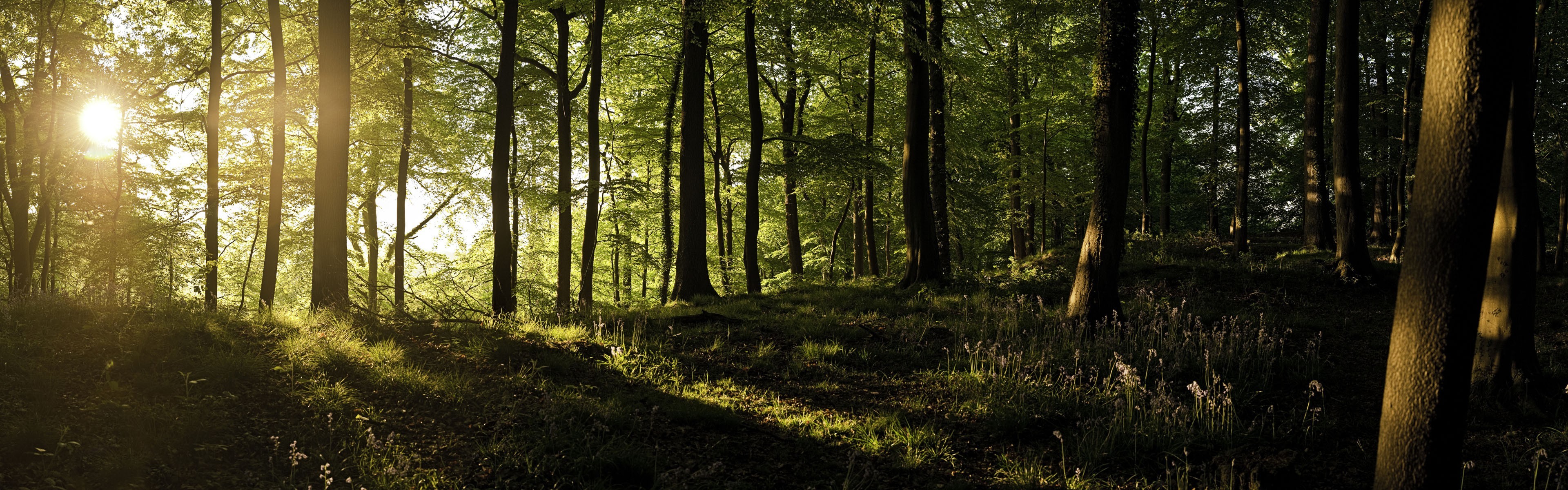 General 3840x1200 forest sunlight trees nature