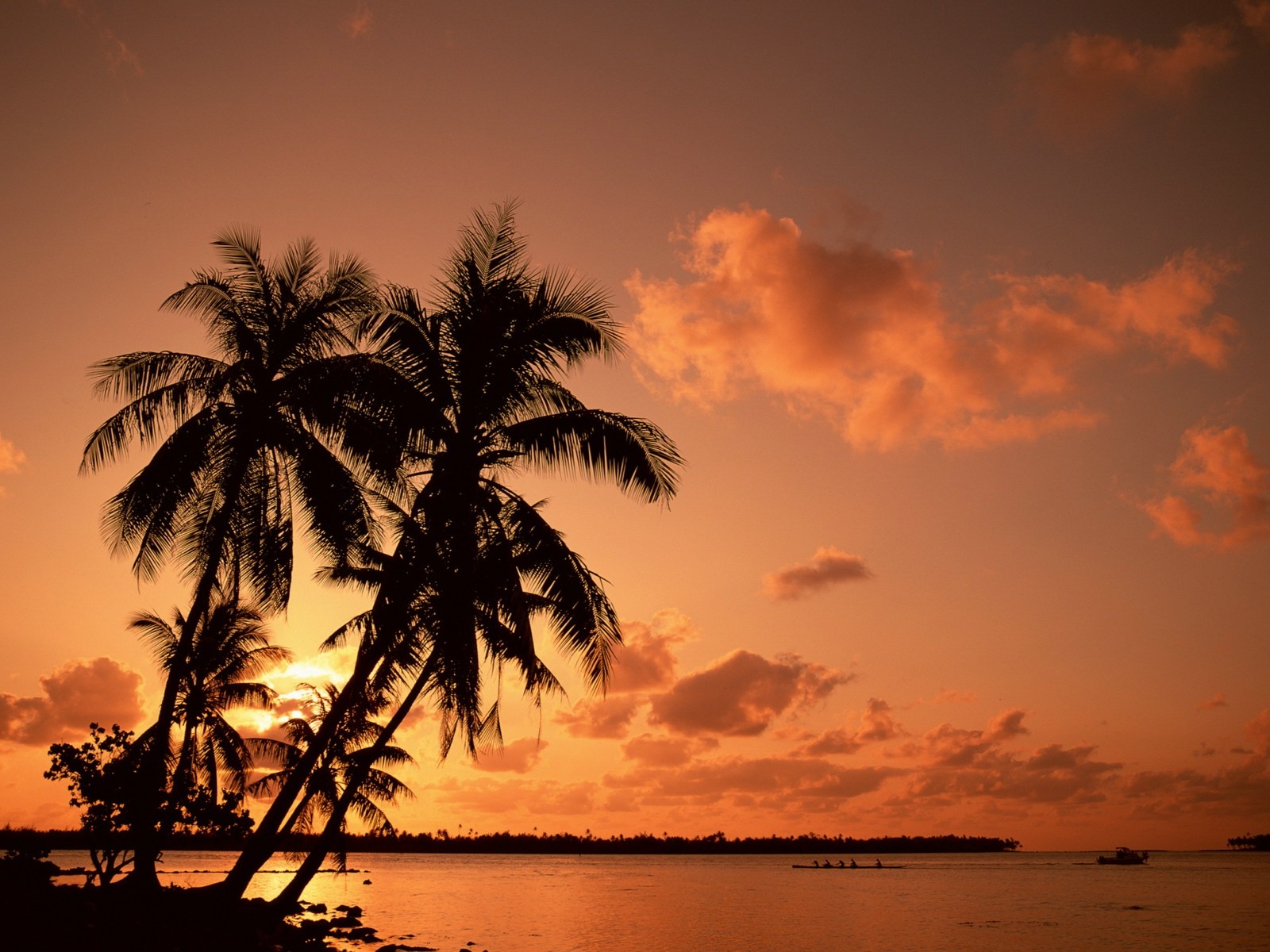 General 1600x1200 nature palm trees sea sunset