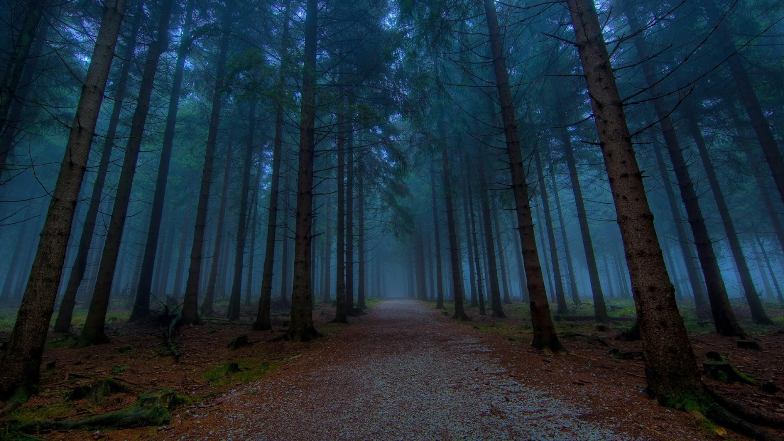 General 2560x1440 forest mist path dark nature outdoors
