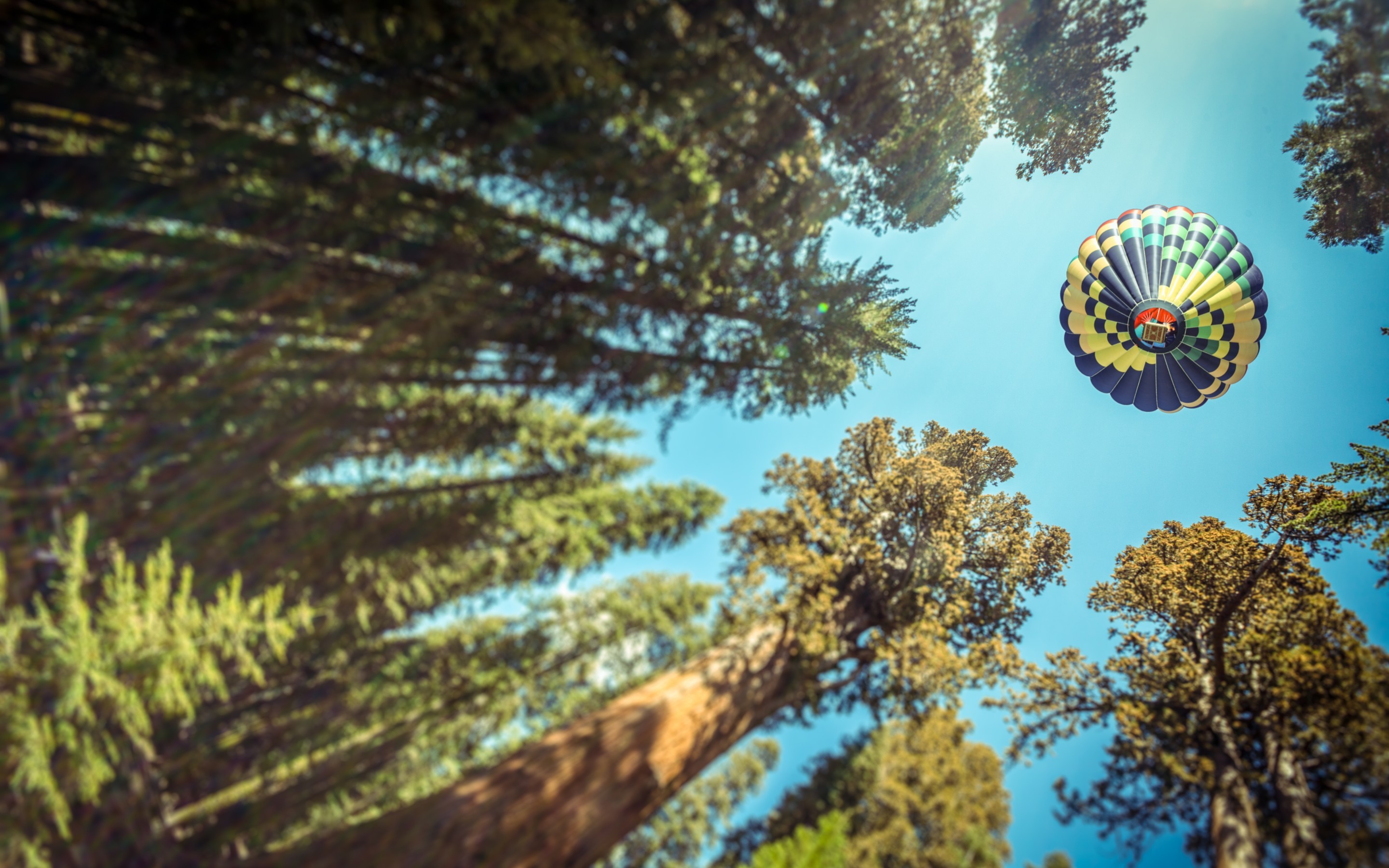 General 2880x1800 nature trees forest leaves hot air balloons pine trees sky worm's eye view depth of field bottom view vehicle