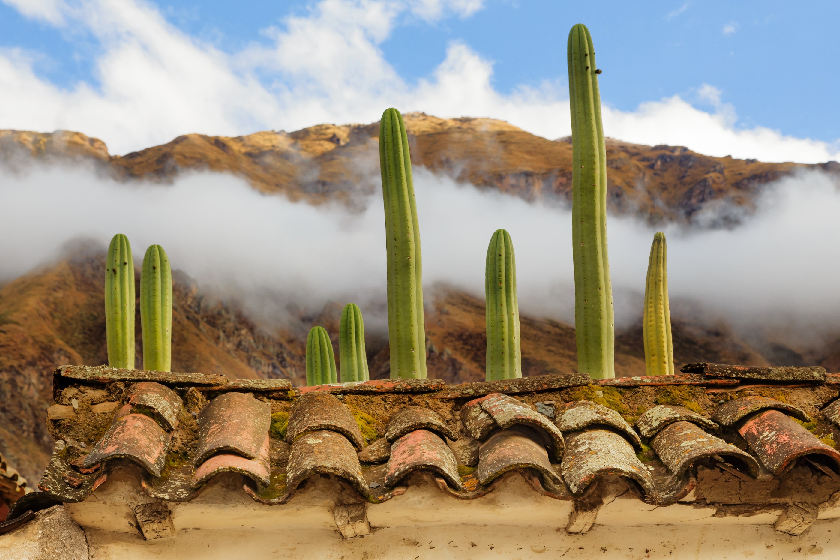 General 2800x1867 landscape nature plants cactus rooftops clouds beige