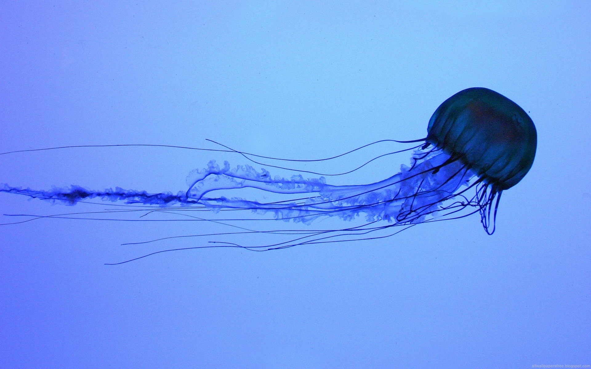 General 1920x1200 jellyfish water animals Medusa underwater closeup simple background