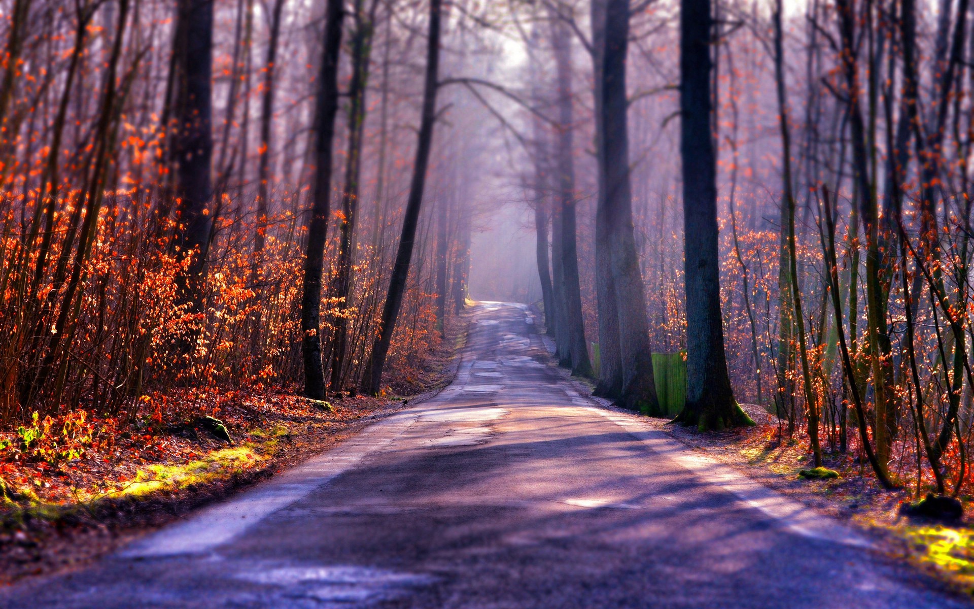 General 1920x1200 forest road trees fall nature