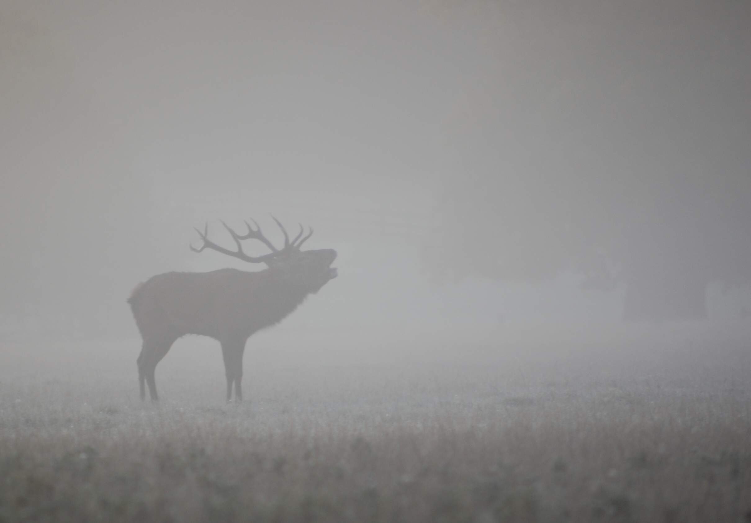 General 2420x1686 deer animals mist mammals gray low light