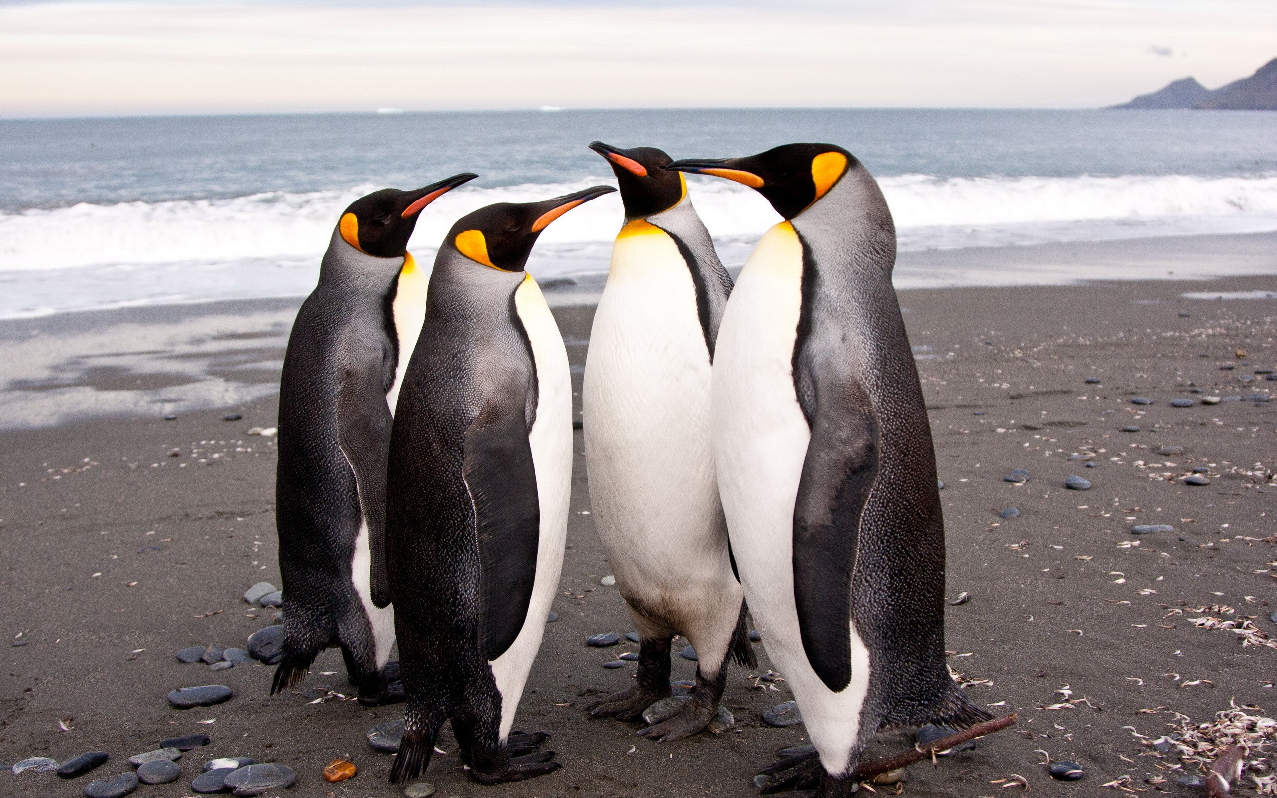 General 2560x1600 birds beach stones penguins sea animals
