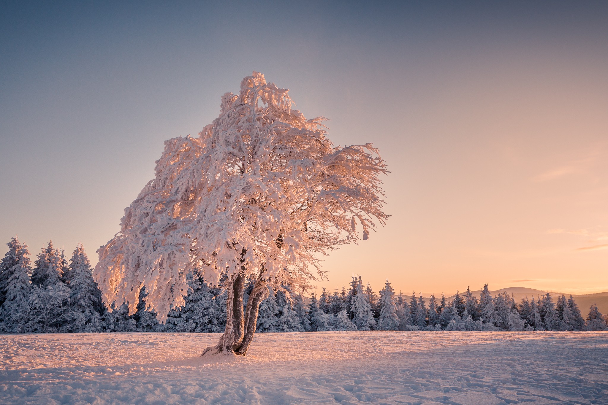 General 2048x1365 landscape winter snow trees cold ice outdoors nature