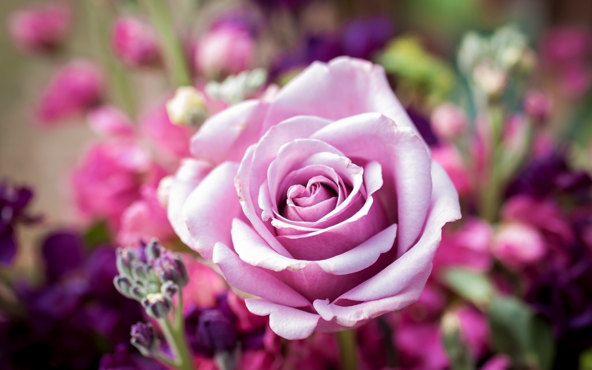 General 1920x1200 flowers rose nature pink flowers plants