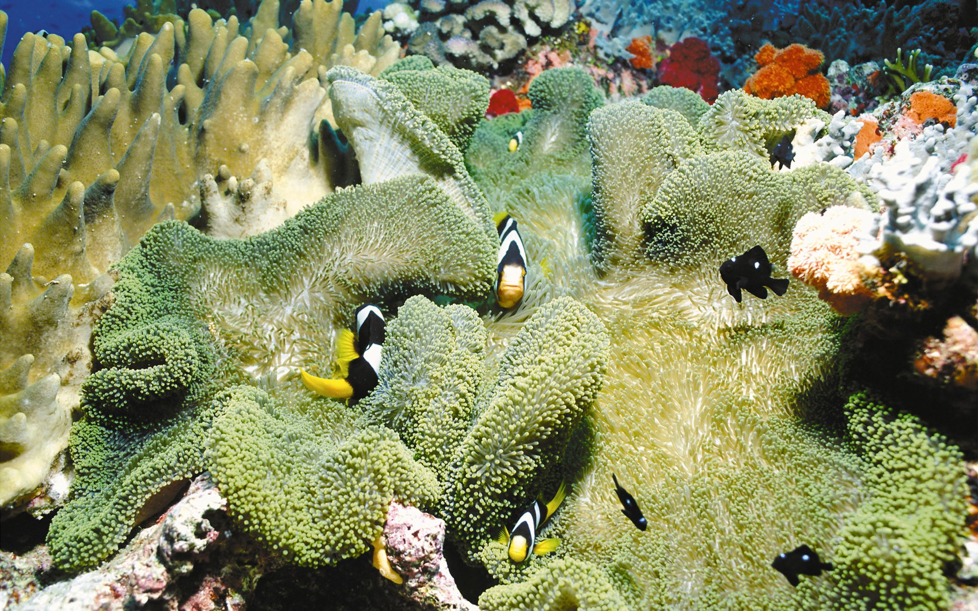 General 1920x1200 clownfish sea anemones coral sea nature animals underwater sea life closeup