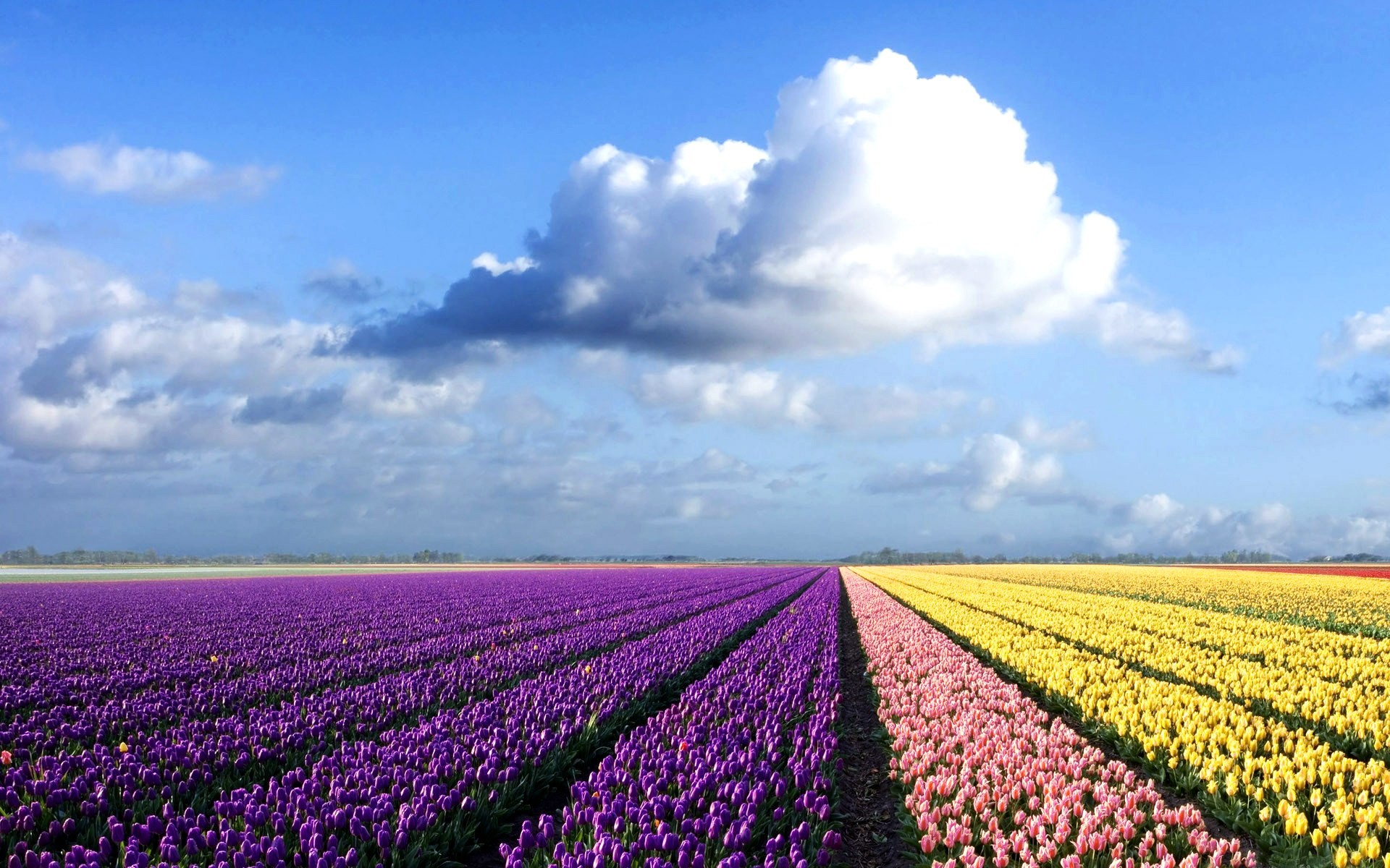 General 1920x1200 field sky flowers tulips clouds landscape purple flowers plants Agro (Plants)