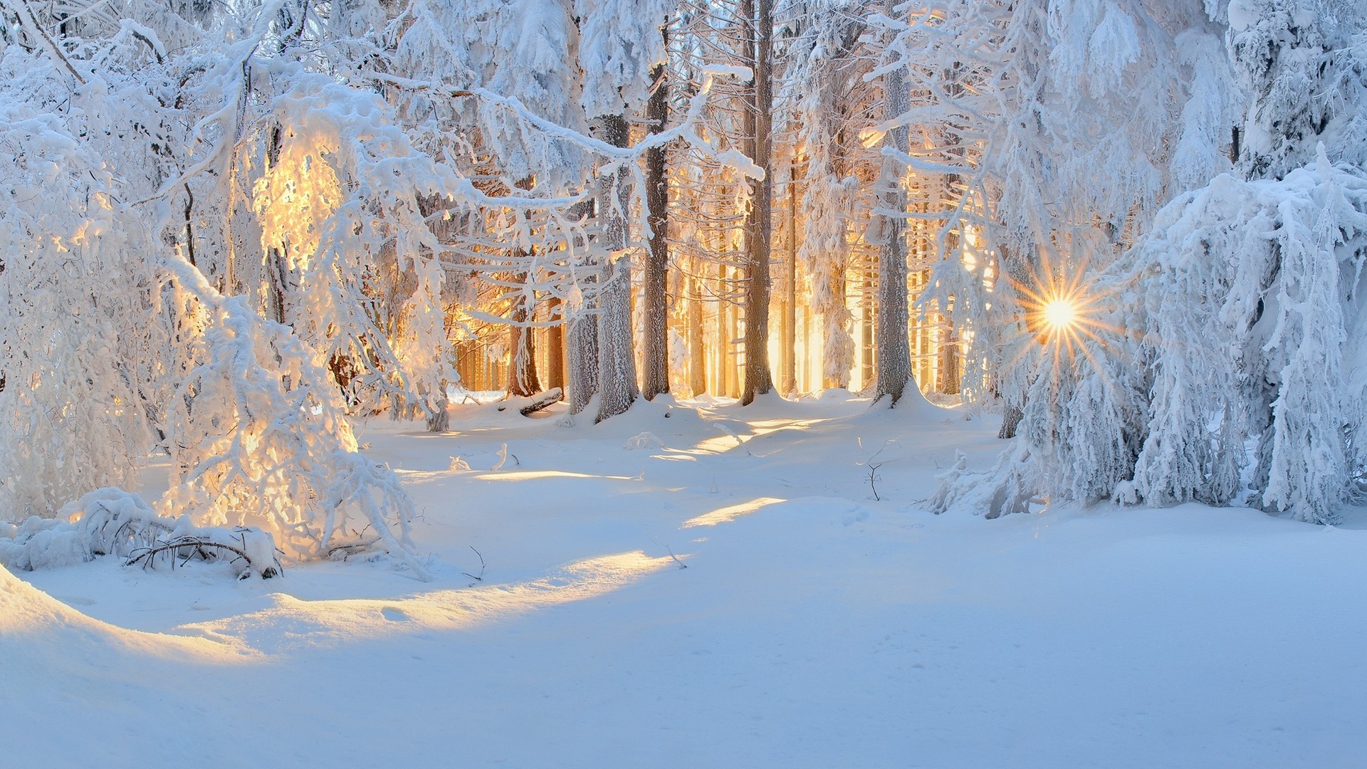 General 1920x1080 winter nature forest snow trees sun rays white cold sunlight frost outdoors