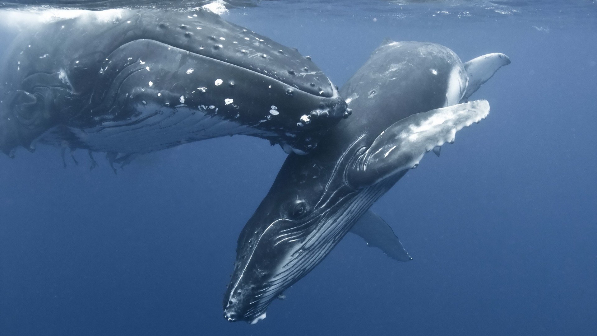 General 1920x1080 nature animals whale water sea underwater baby animals mammals photography humpback whale sea life