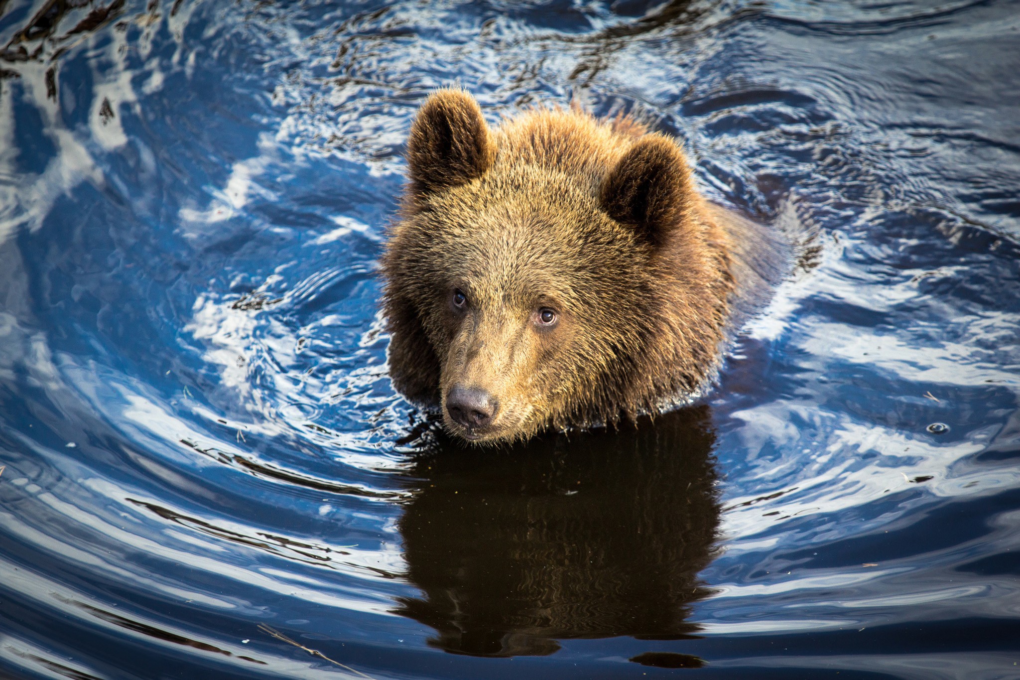 General 2048x1365 bears mammals wildlife animals in water