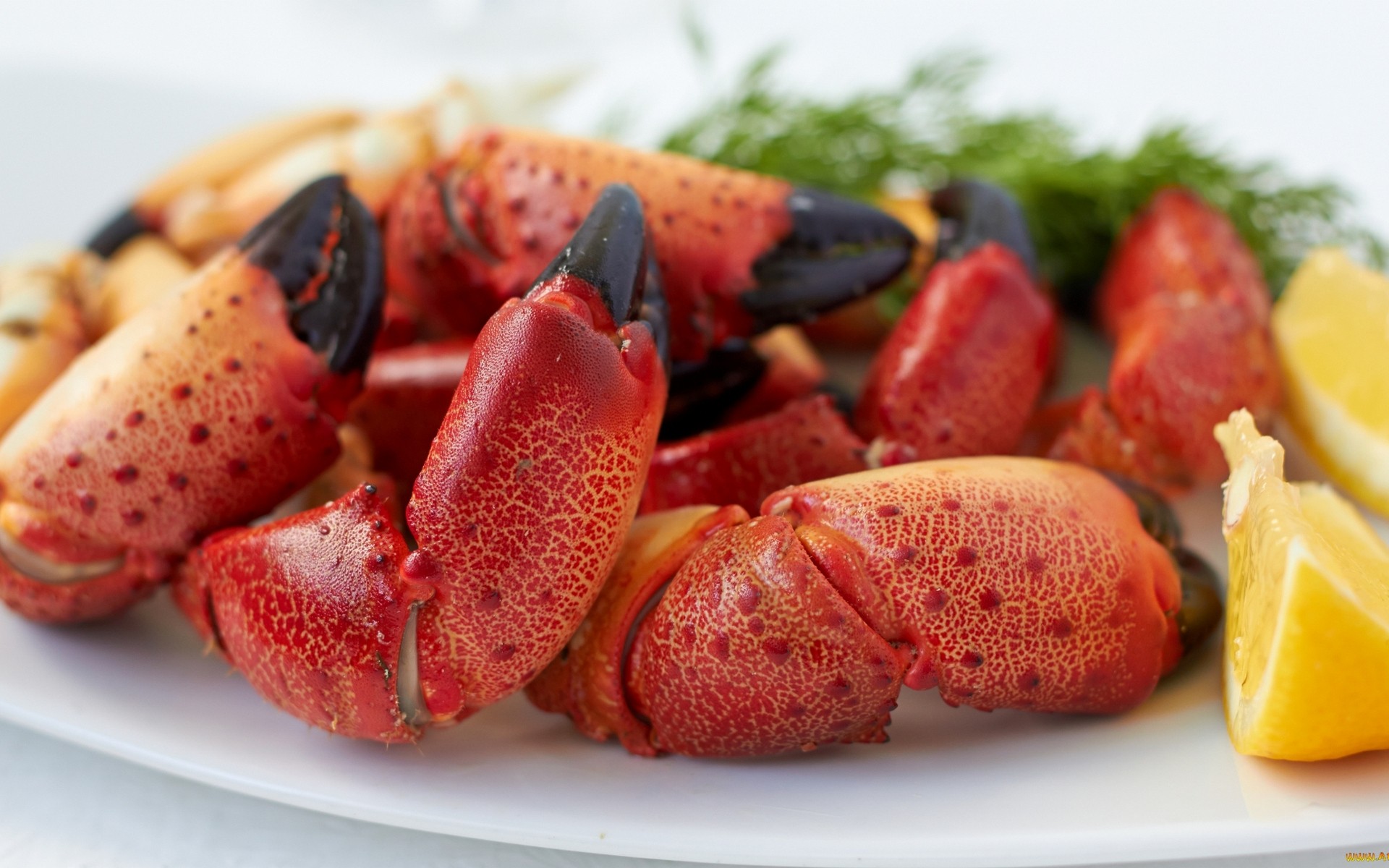 General 1920x1200 food seafood lobsters crabs lemons closeup dishes