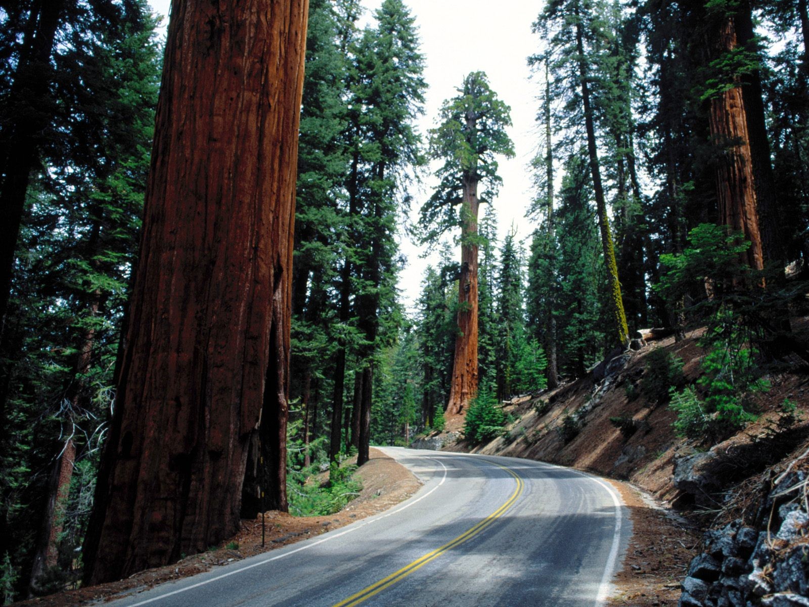 General 1600x1200 road pine trees redwood nature USA asphalt trees