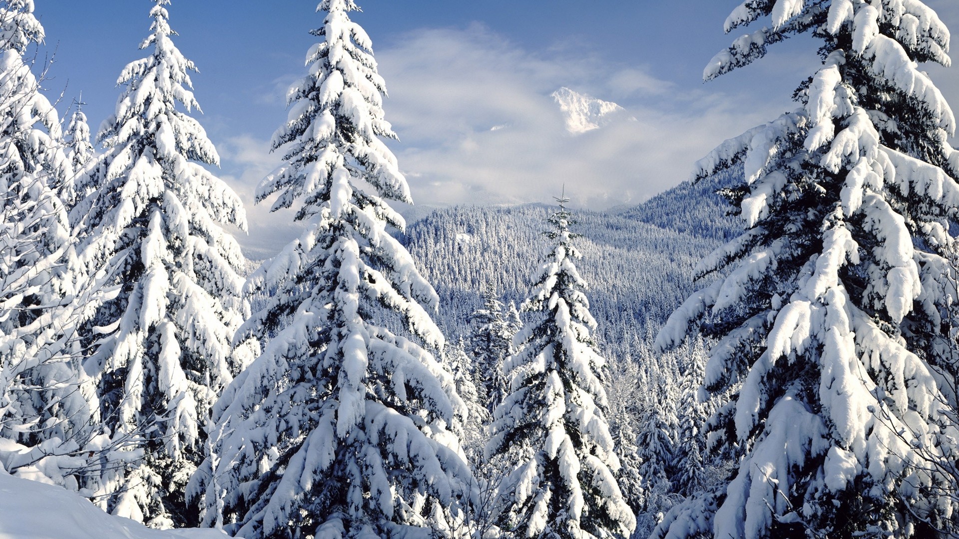 General 1920x1080 nature winter snow frost pine trees snowy peak landscape mountains cold ice outdoors