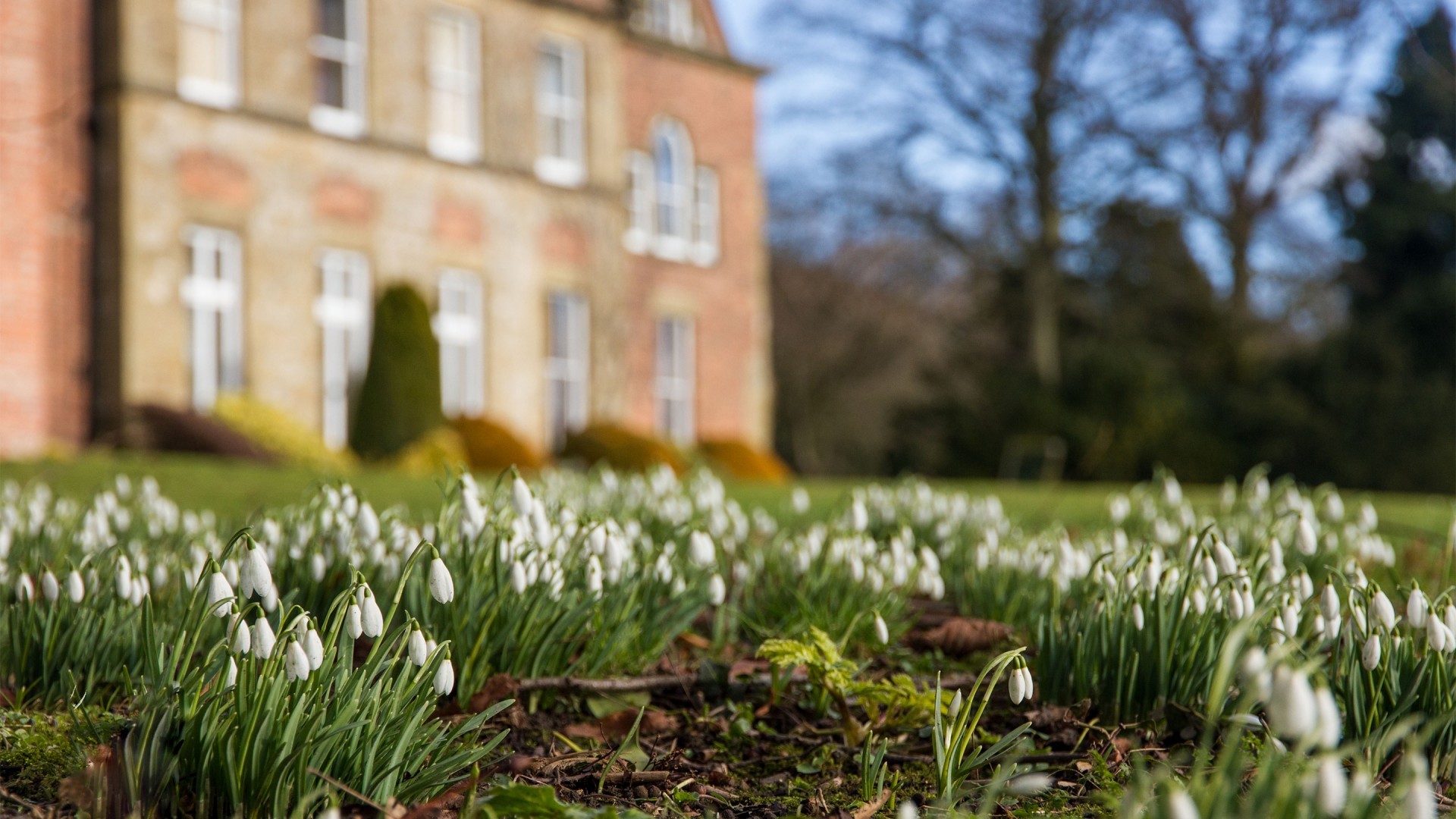 General 1920x1080 flowers blurred snowdrops white flowers UK plants outdoors