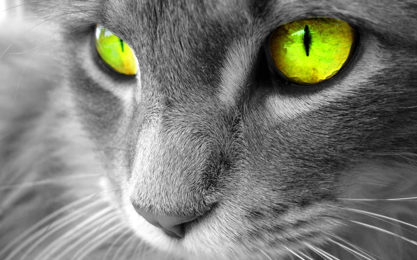General 1440x900 cats selective coloring green eyes animal eyes animals mammals digital art