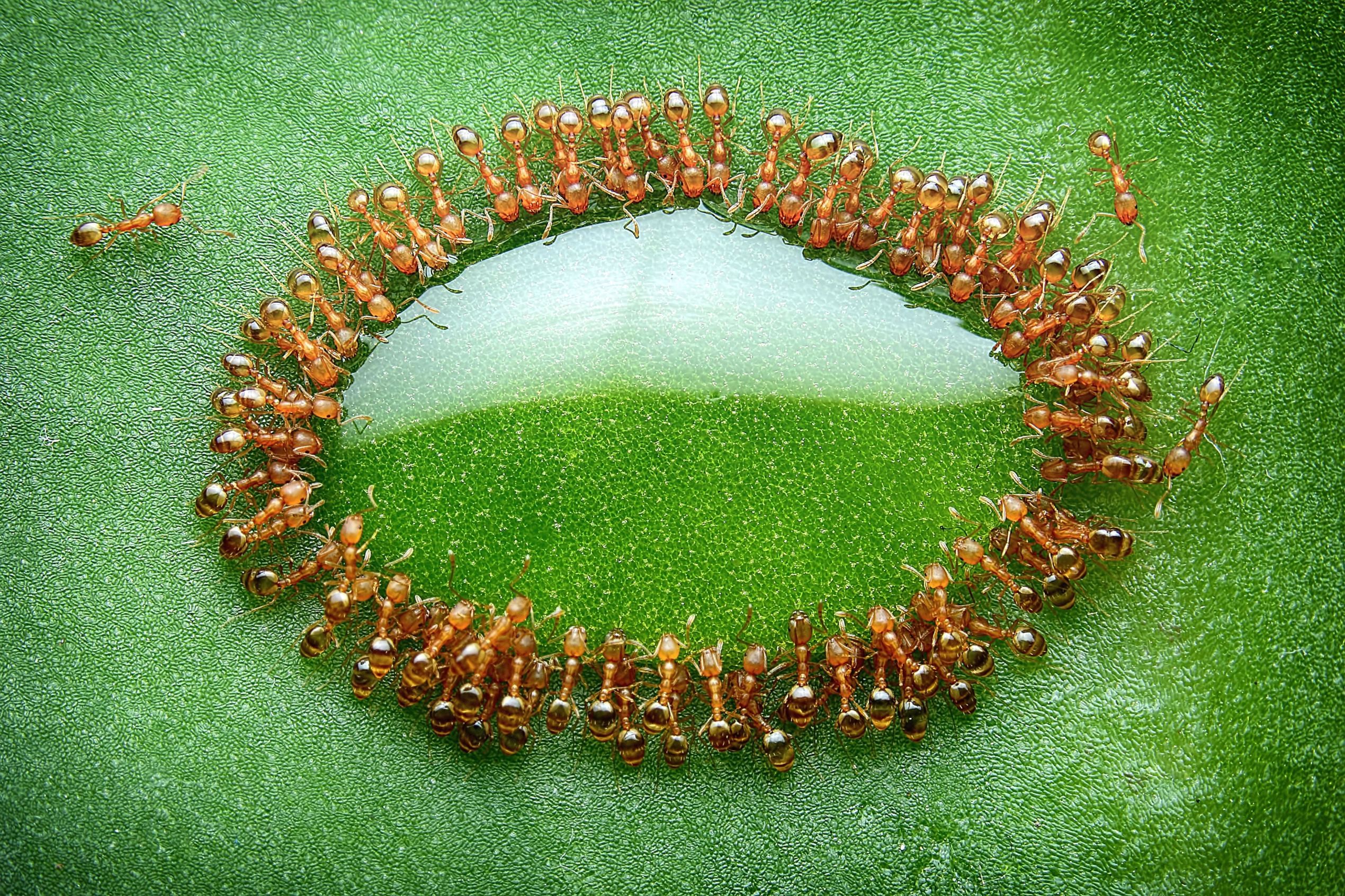 General 2540x1693 nature macro closeup leaves honey insect ants Malaysia drink National Geographic reflection green plants animals