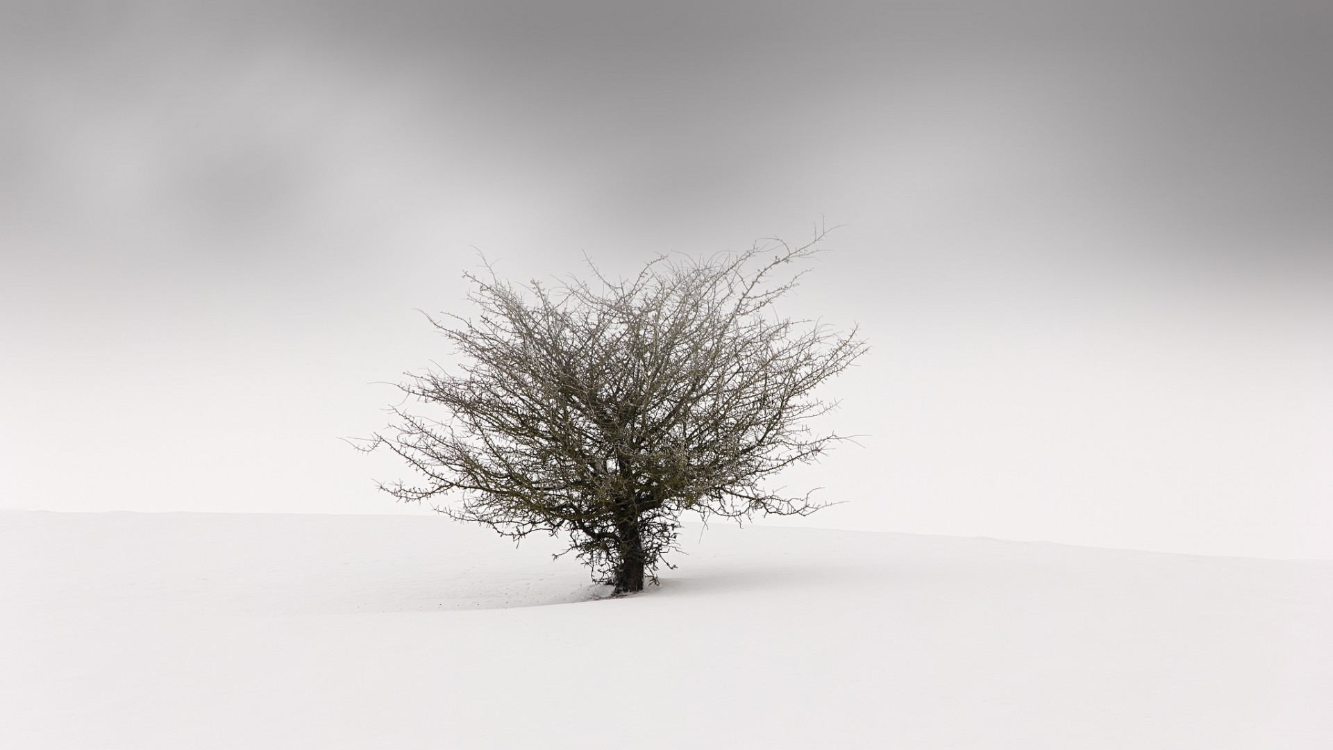 General 1920x1080 nature landscape minimalism trees winter snow mist branch blurred white gray overcast field outdoors cold plants