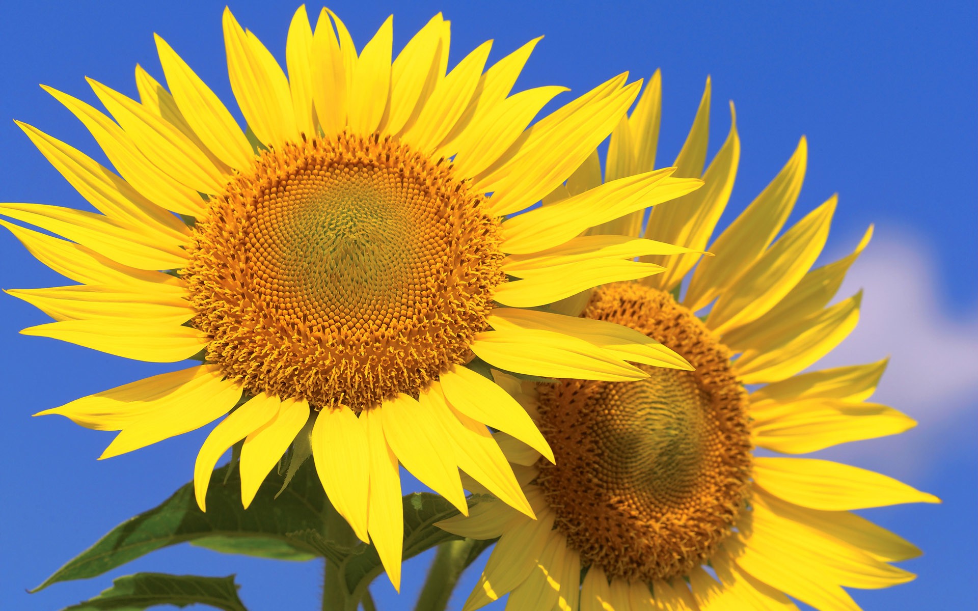 General 1920x1200 flowers outdoors sunflowers yellow flowers plants