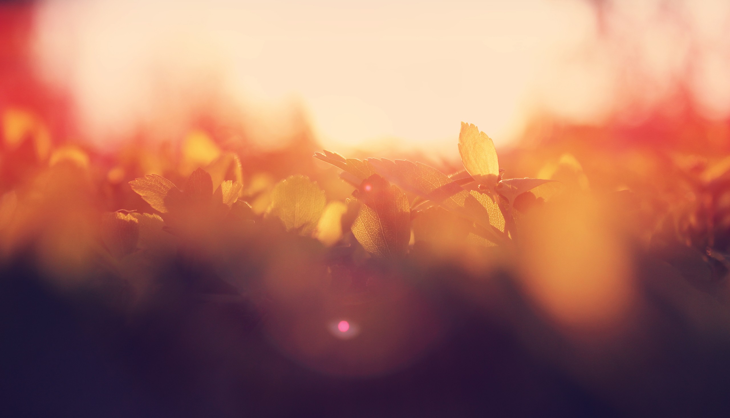 General 2560x1466 warm colors plants blurred outdoors sunlight