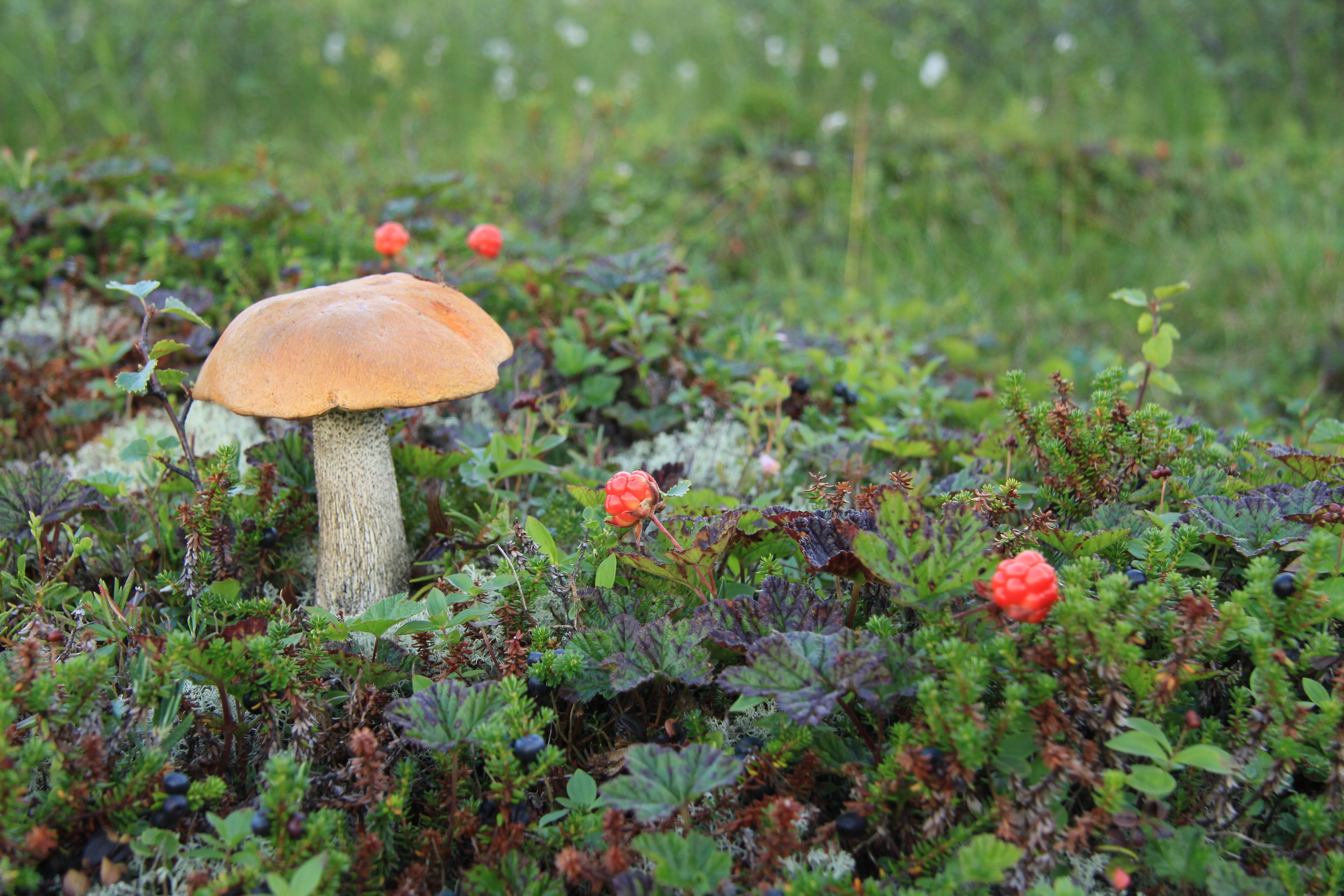 Мир природы грибы. Морошка и грибы. Растения тундры Морошка. Морошка тундра грибы. Карелия ягель ягоды грибы.
