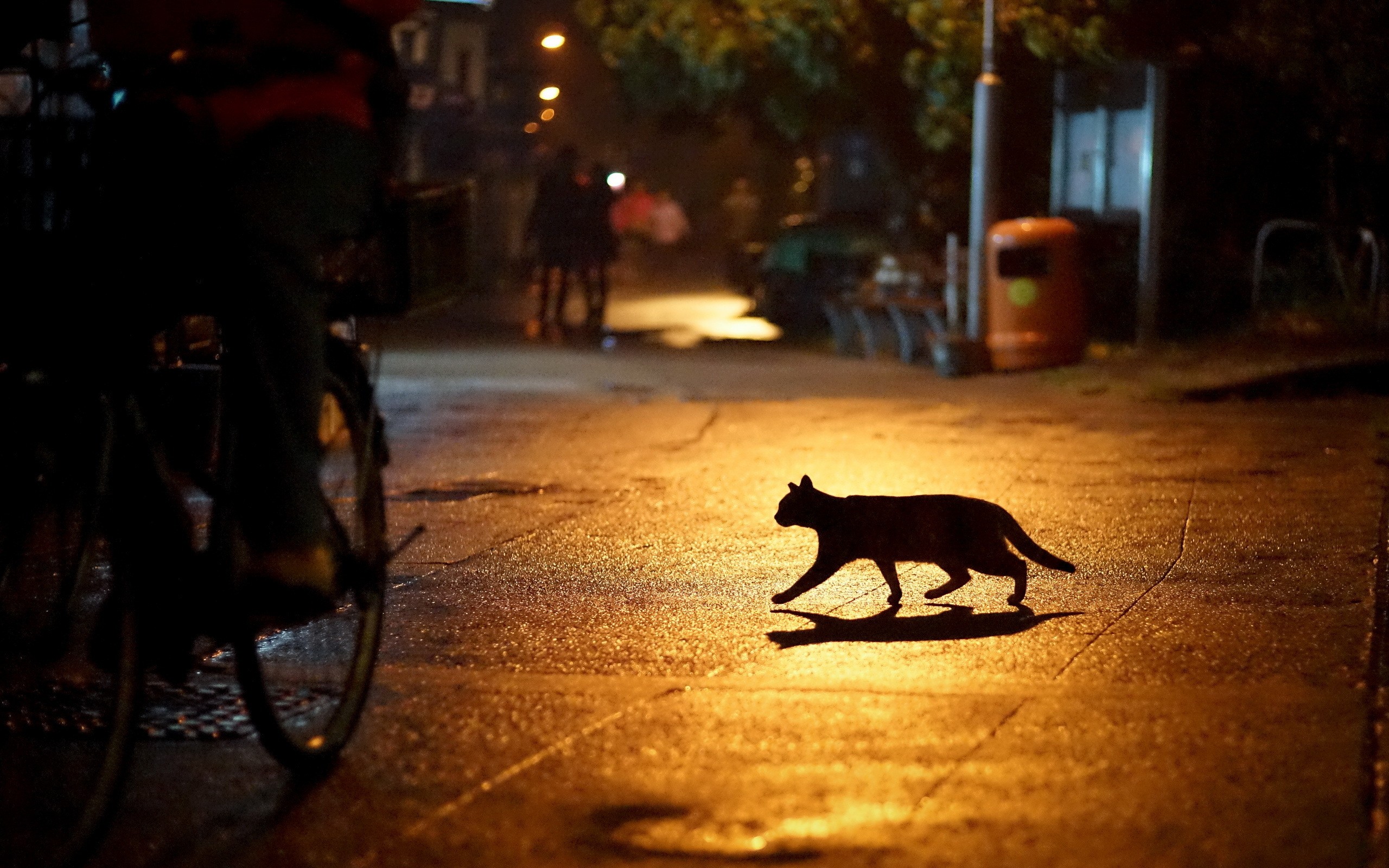 General 2560x1600 urban cats silhouette night animals low light street mammals