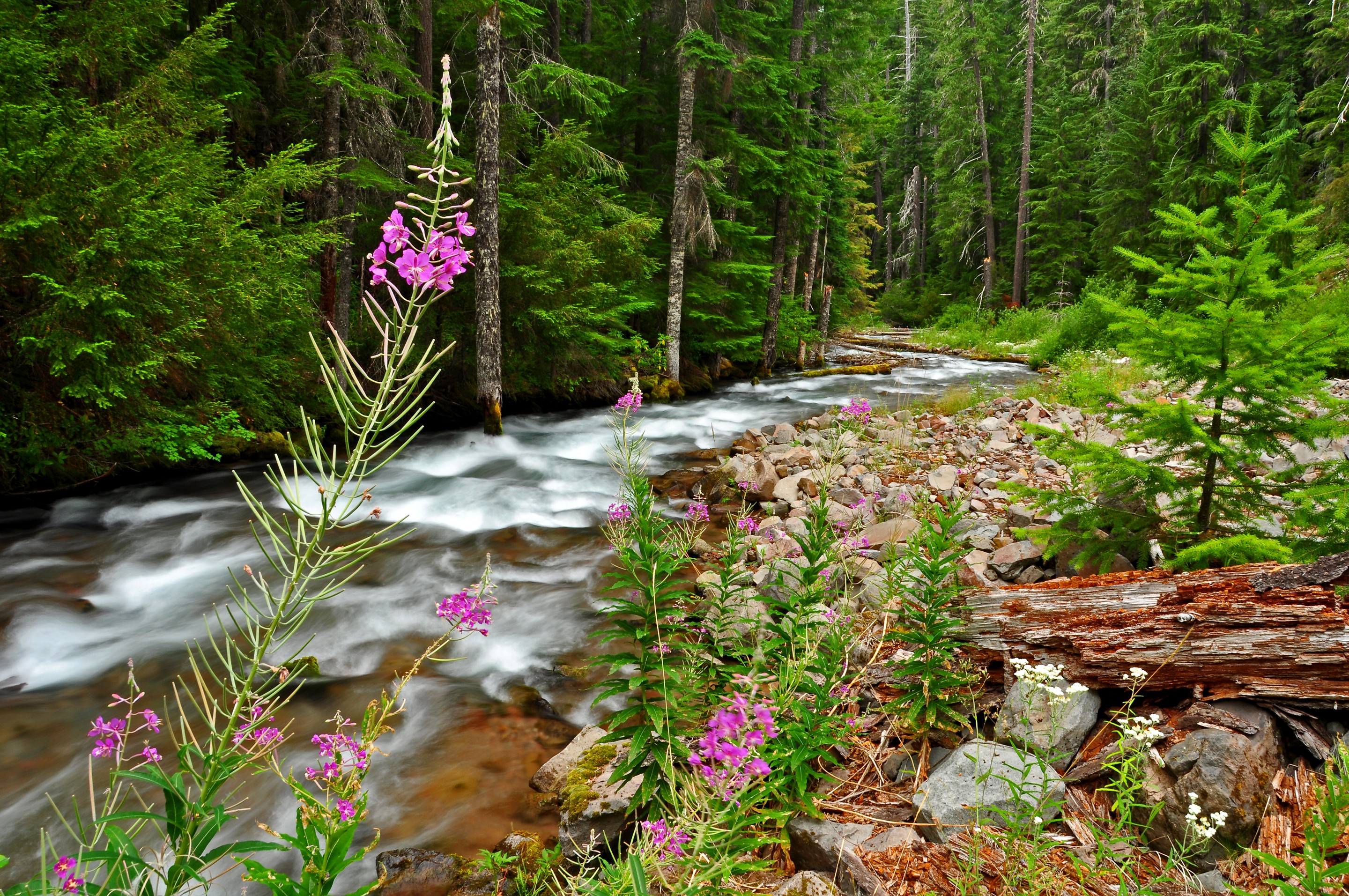 General 2880x1913 trees forest nature creeks plants outdoors flowers