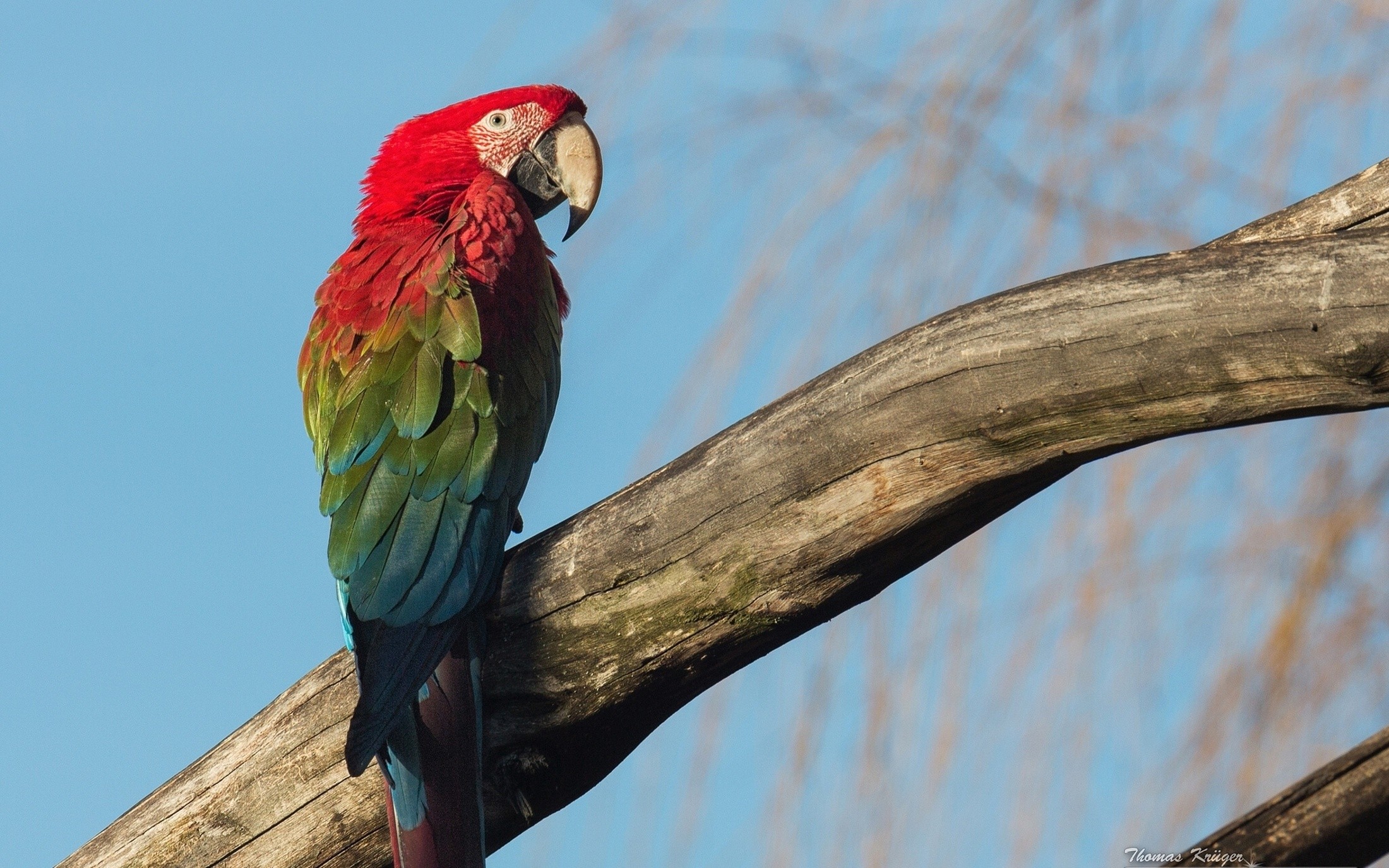 General 2200x1375 parrot animals birds macaws