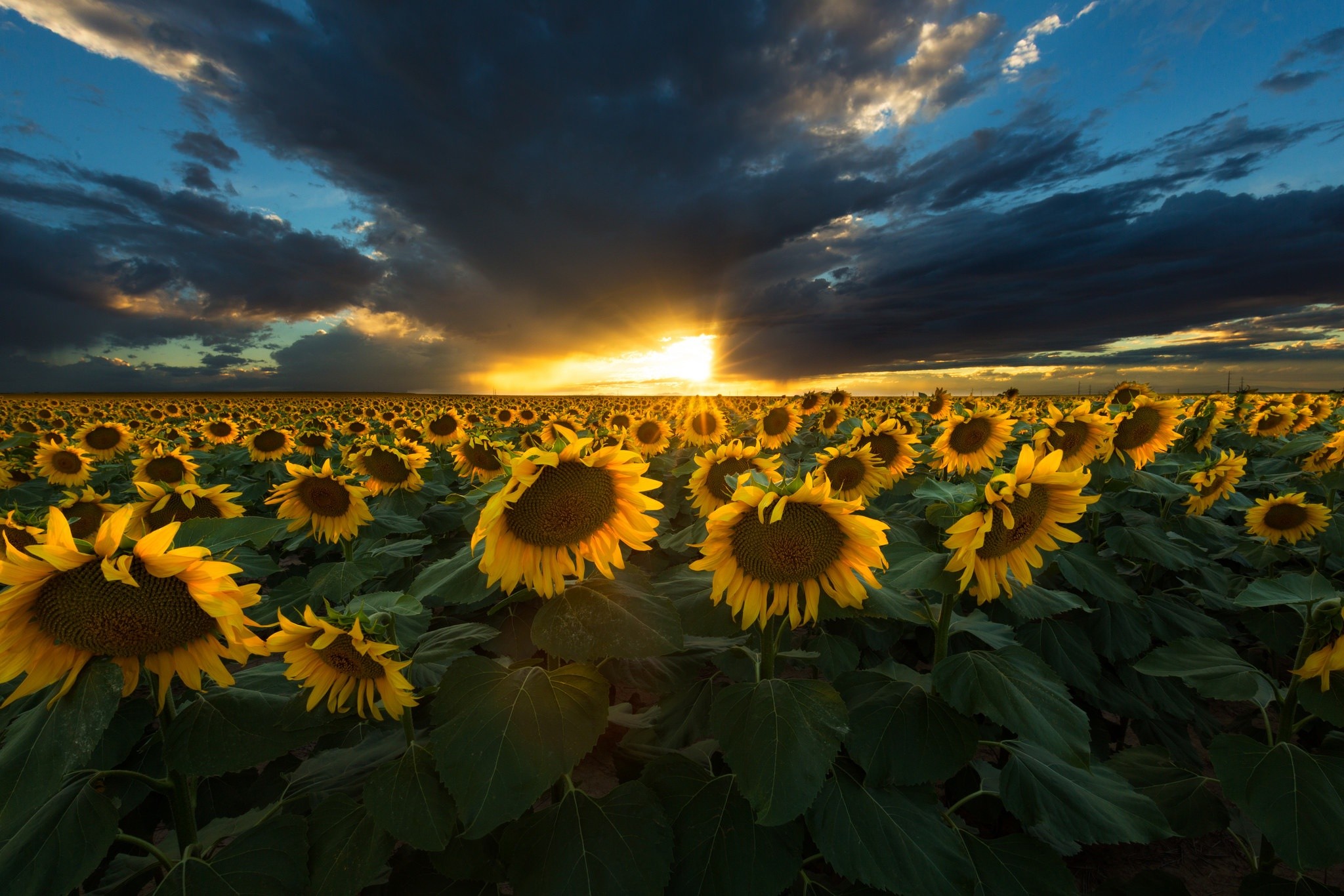 General 2048x1366 sunflowers Agro (Plants) field clouds landscape plants sunlight sky outdoors yellow flower
