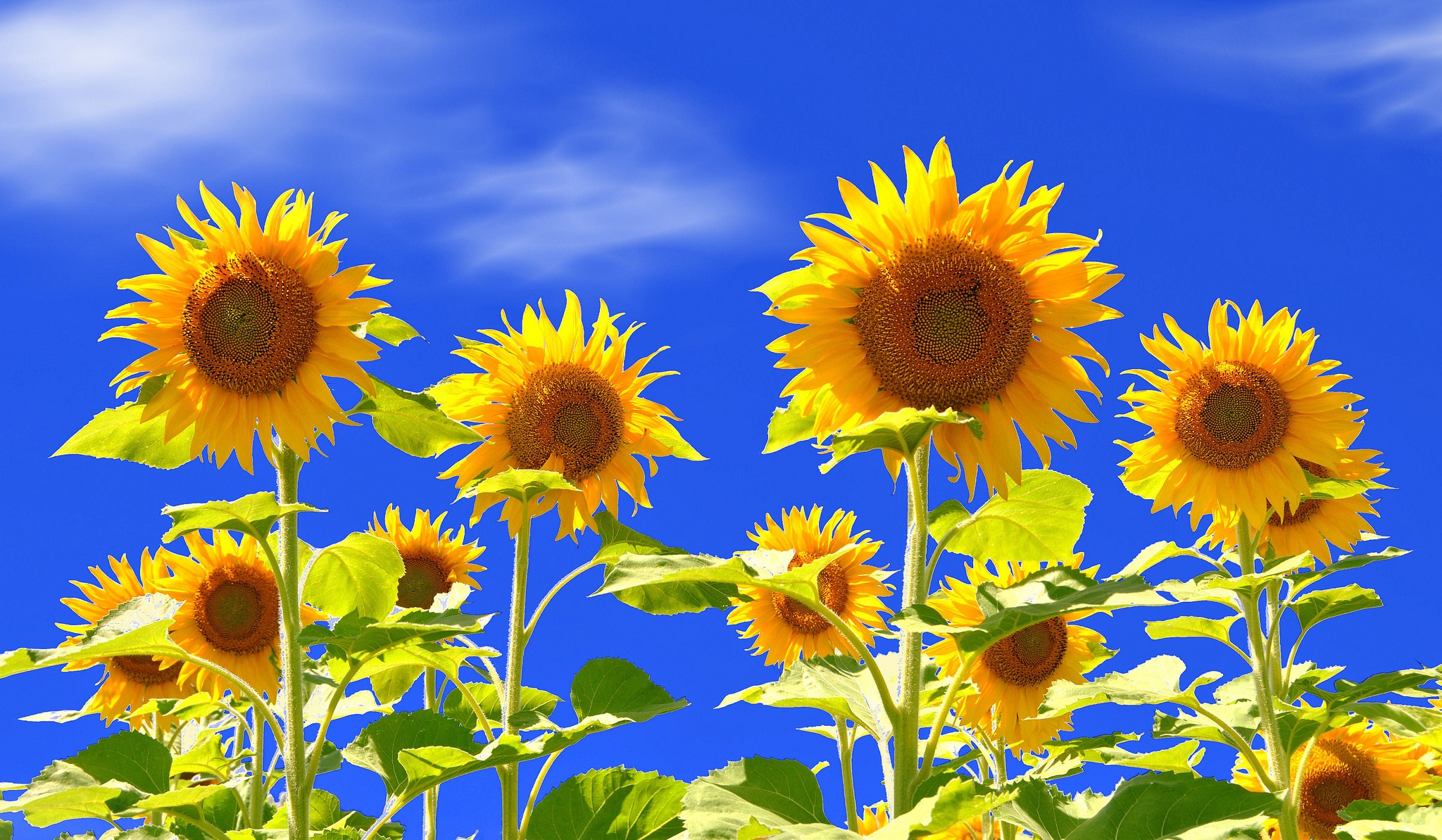 General 2048x1193 sunflowers flowers plants yellow flowers outdoors