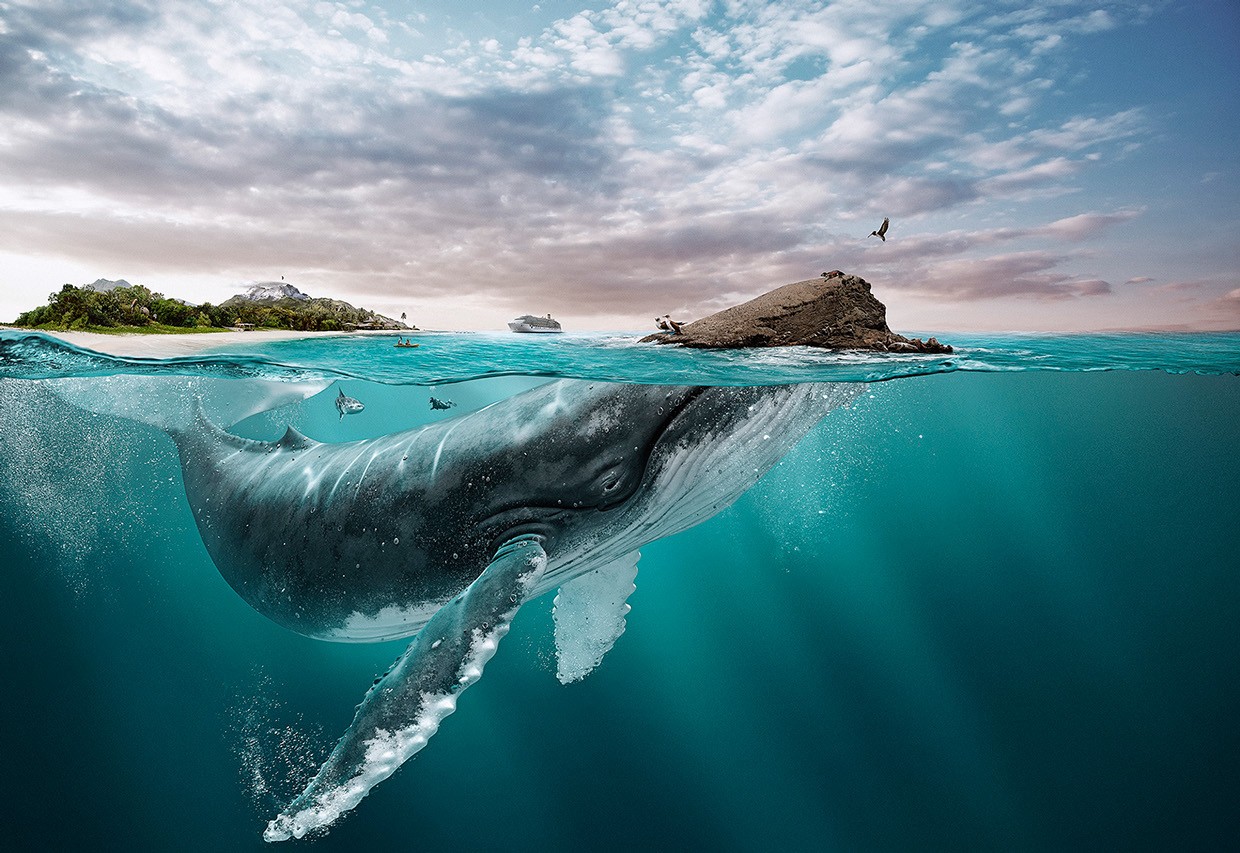 General 1240x853 nature animals water underwater photo manipulation horizon mountains digital art trees forest birds clouds whale beach bubbles cruise ship Tourism island boat surreal cyan fish turquoise split view mammals artwork